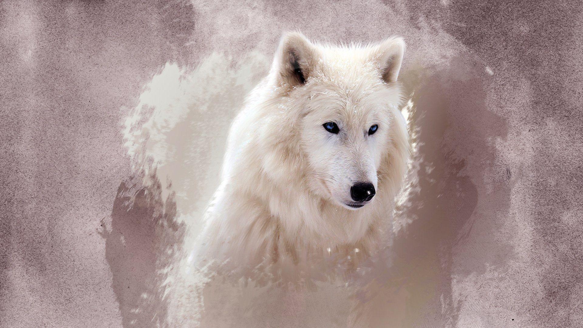 wolf white face eyes HD wallpaper