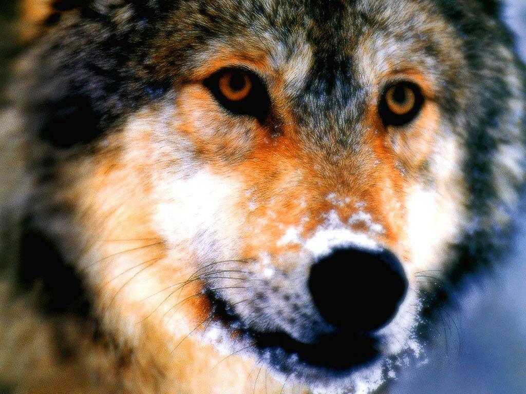 HD wolf face Wallpaper Post has been published on windows