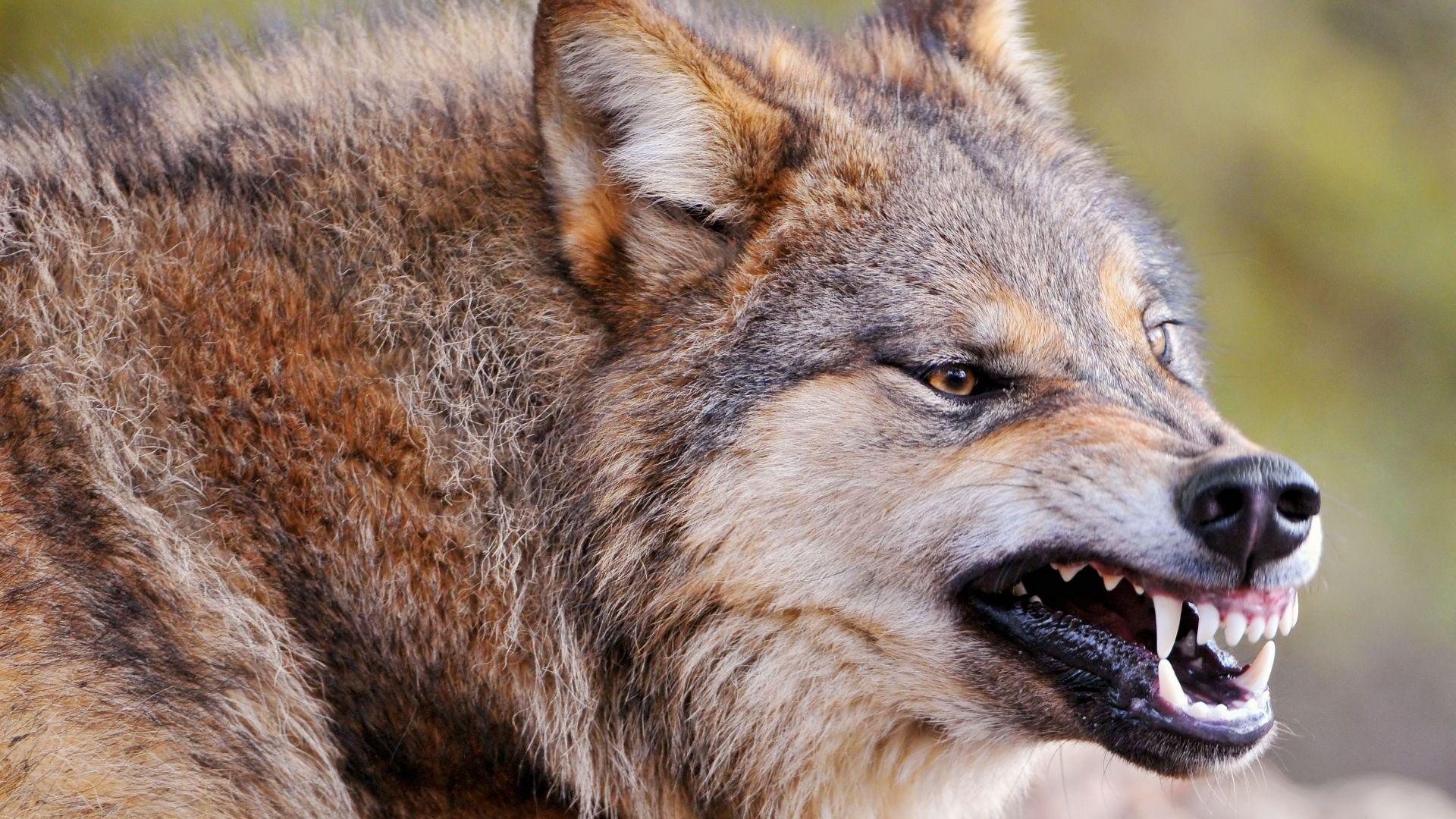 Download Wallpaper 1920x1080 wolf, face, teeth, aggression