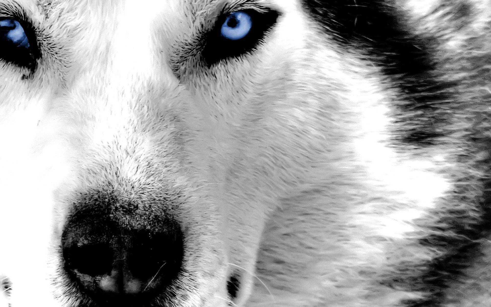 Large Wolf Face Blue Eyes Wallpaper