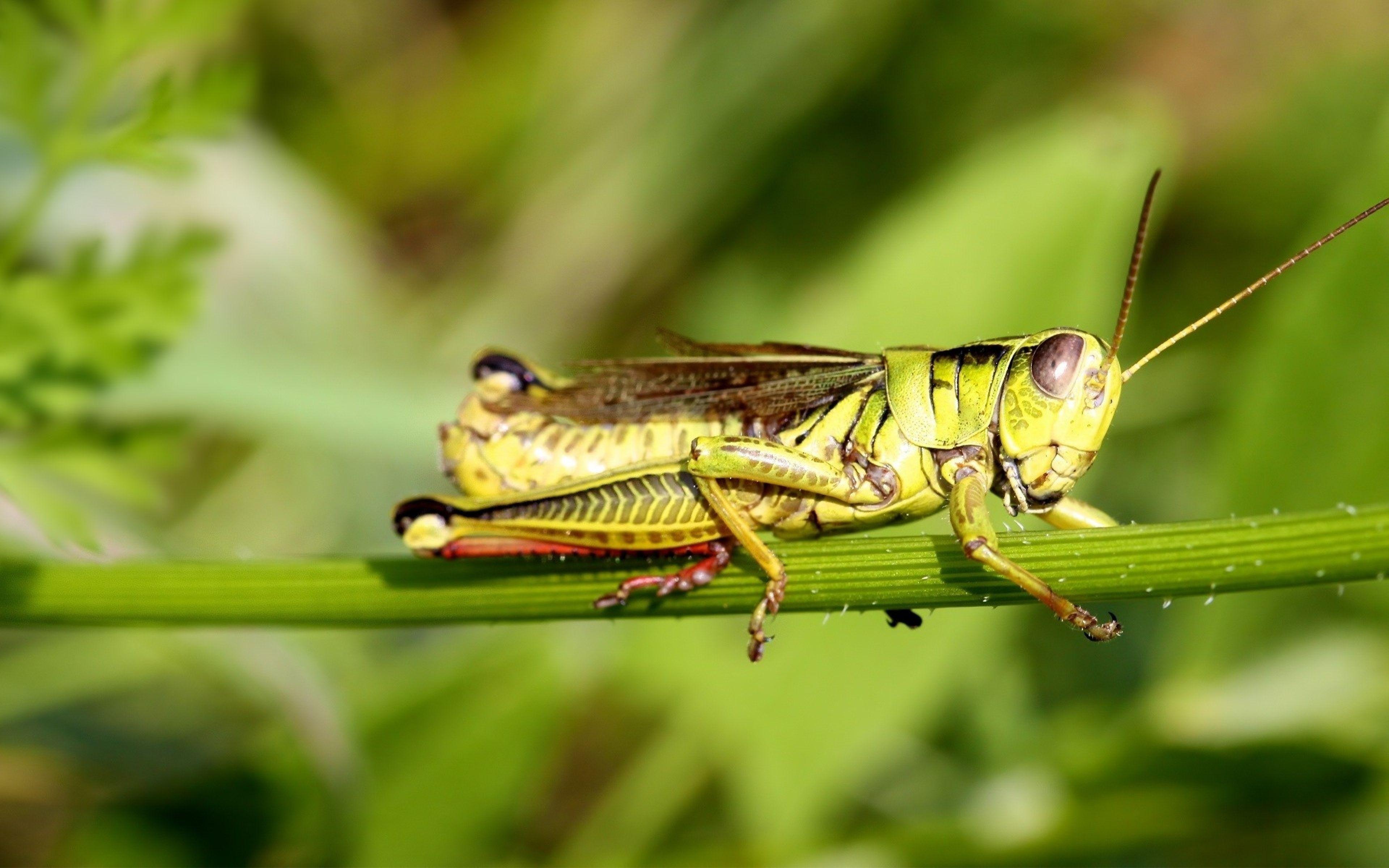 Cricket Animal Images | Free Photos, PNG Stickers, Wallpapers & Backgrounds  - rawpixel