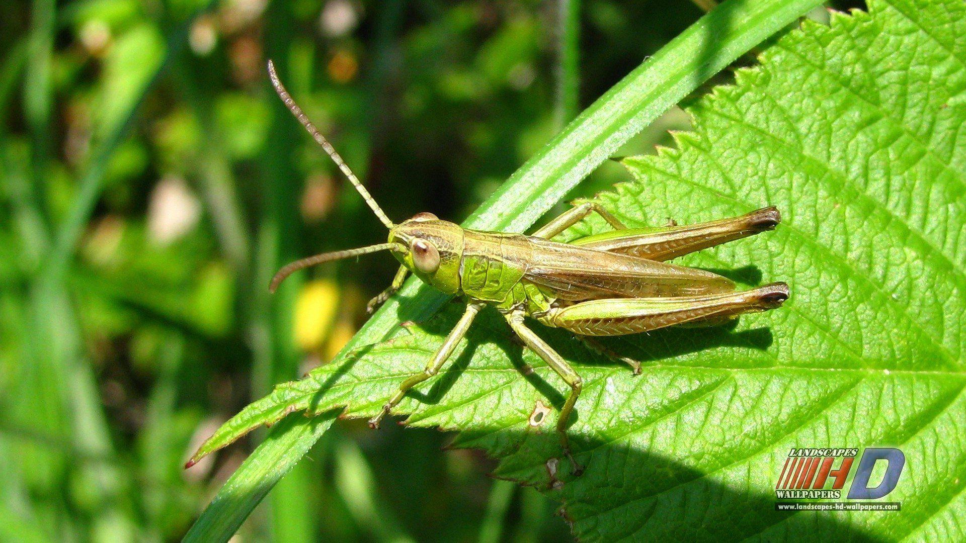 Grasshopper - Animal, Cricket Insect HD wallpaper | Pxfuel