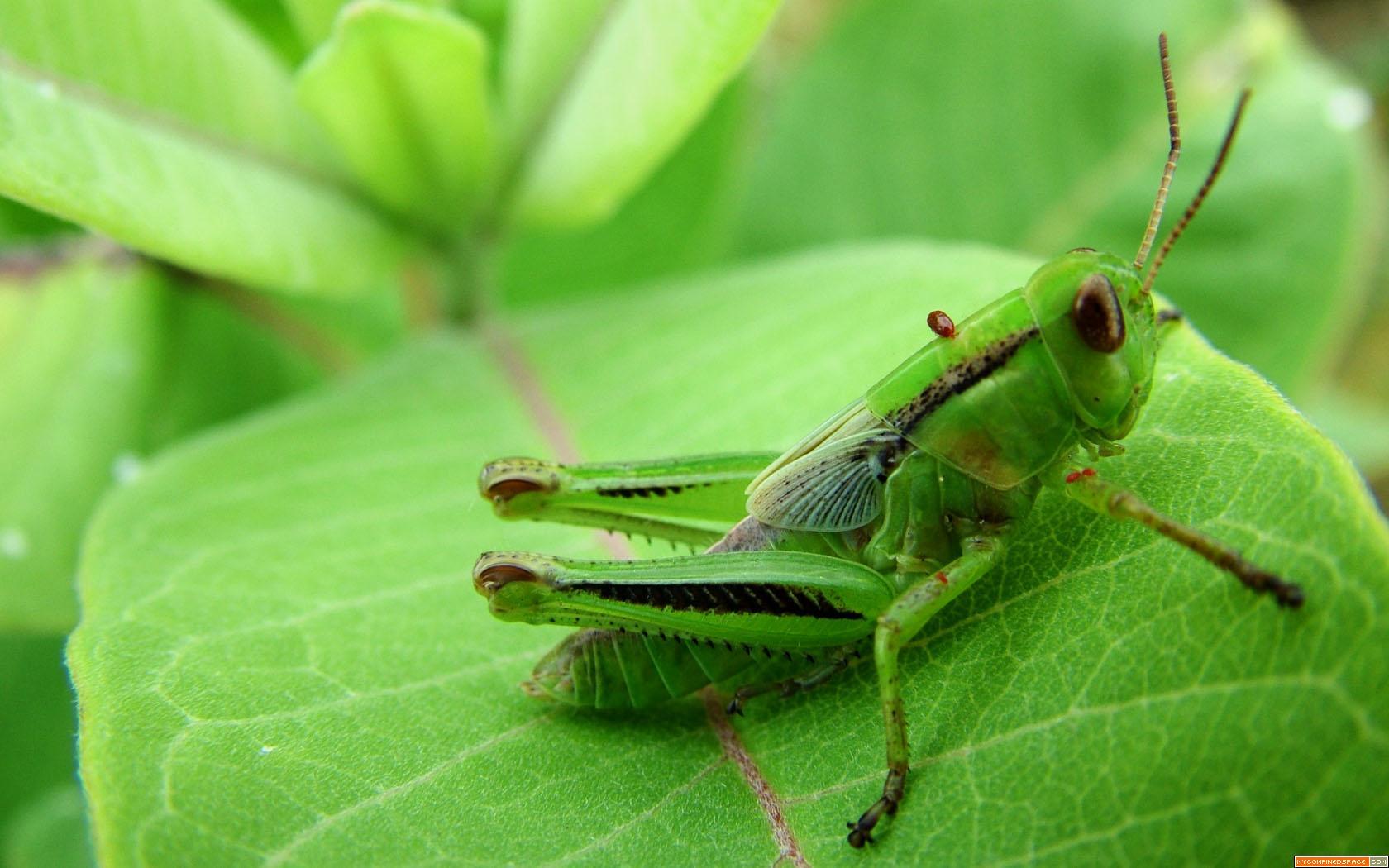 green grasshopper image Wallpaper For Android. Animal Planet HD