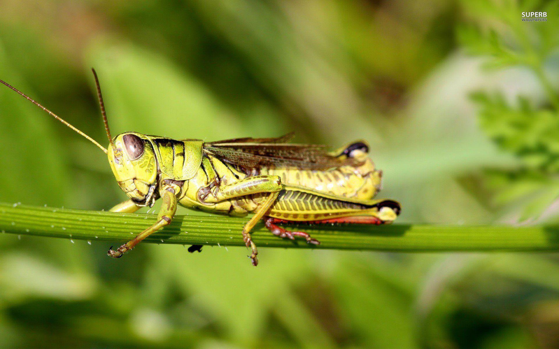 Grasshopper Wallpapers - Wallpaper Cave