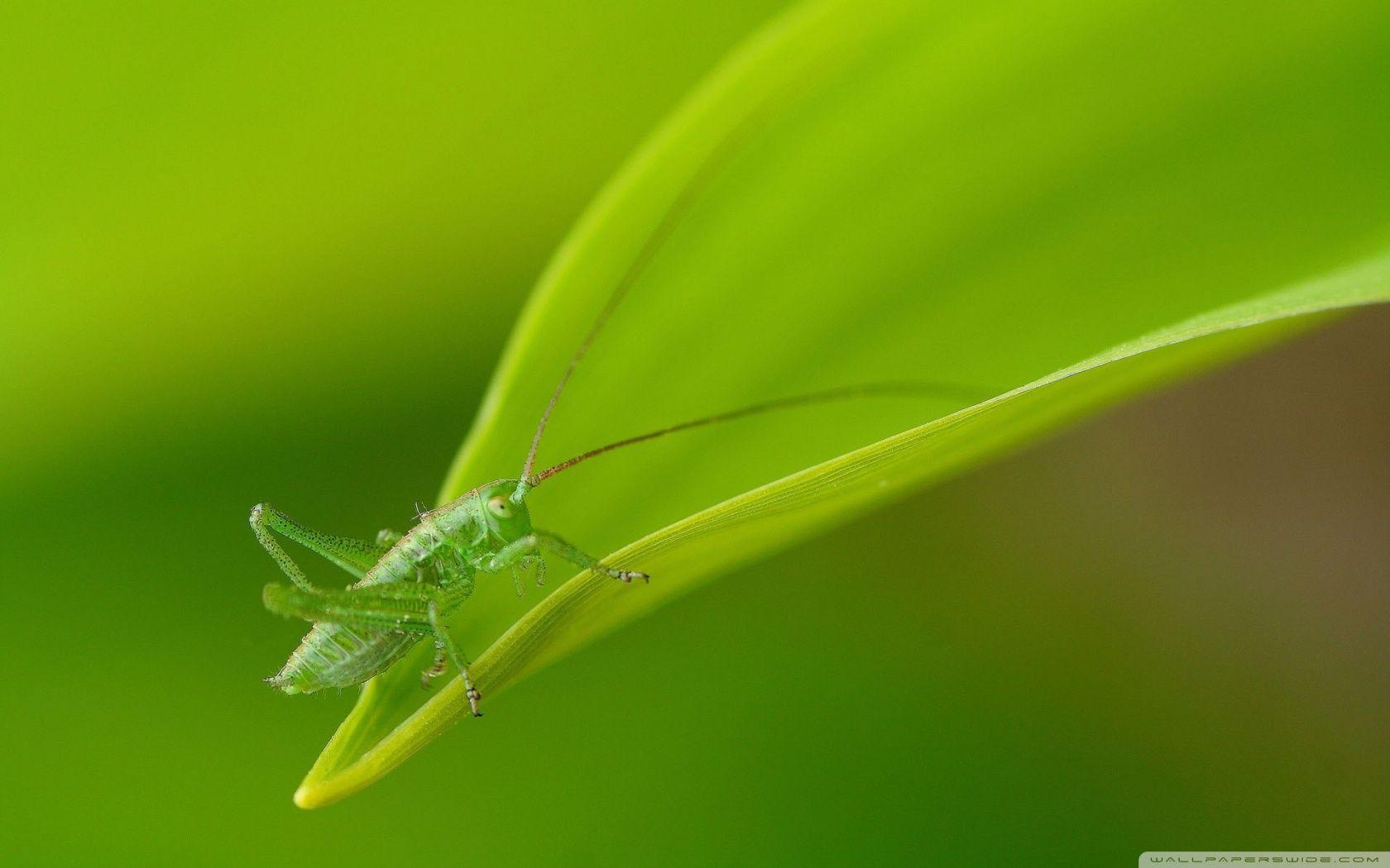 Small Grasshopper ❤ 4K HD Desktop Wallpaper for 4K Ultra HD TV