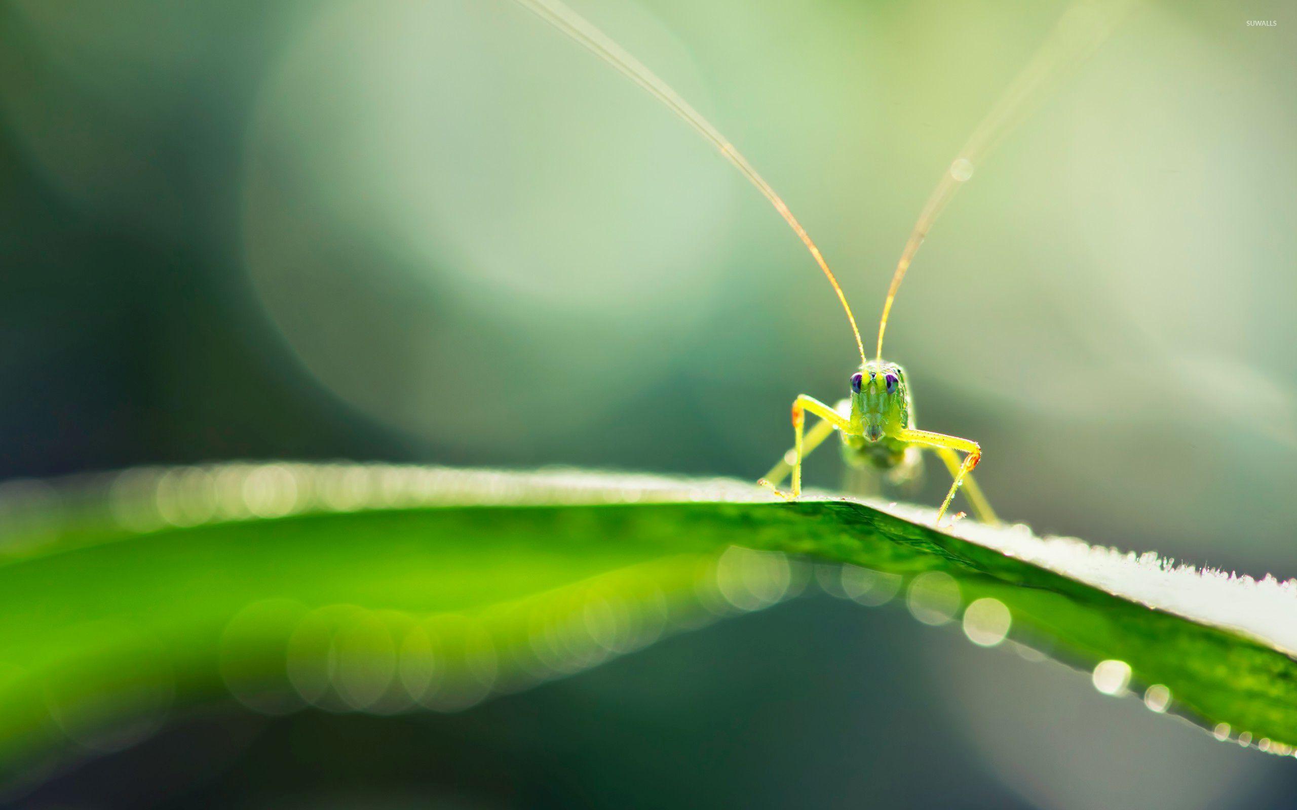 Grasshopper [3] wallpaper wallpaper