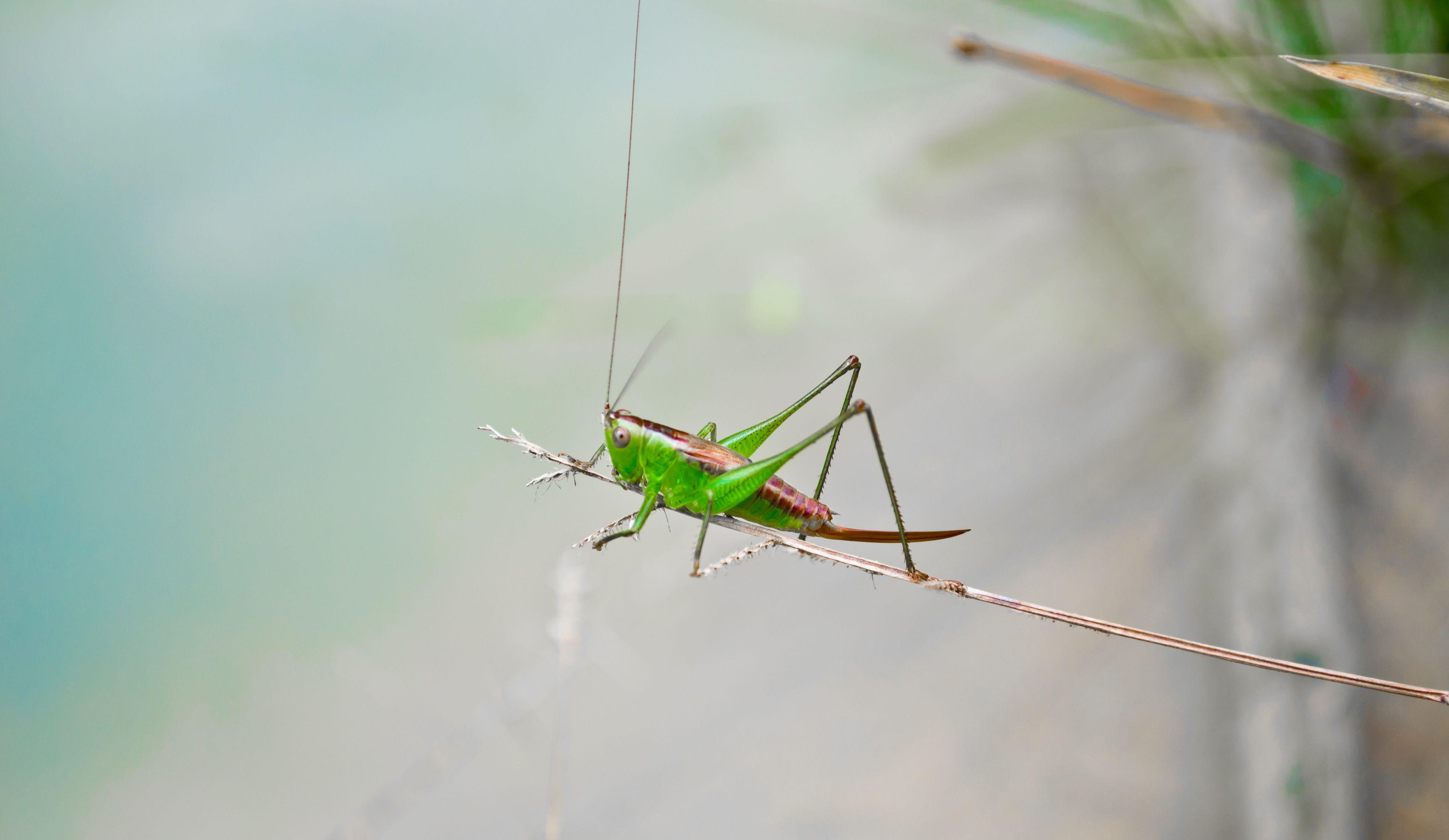 Grasshopper Wallpapers - Wallpaper Cave