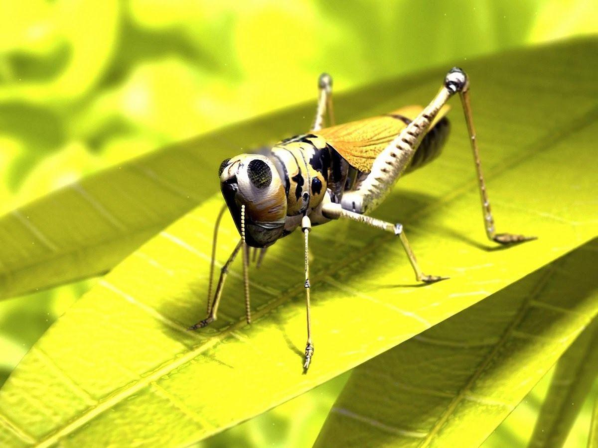 Grasshopper Wallpapers - Wallpaper Cave