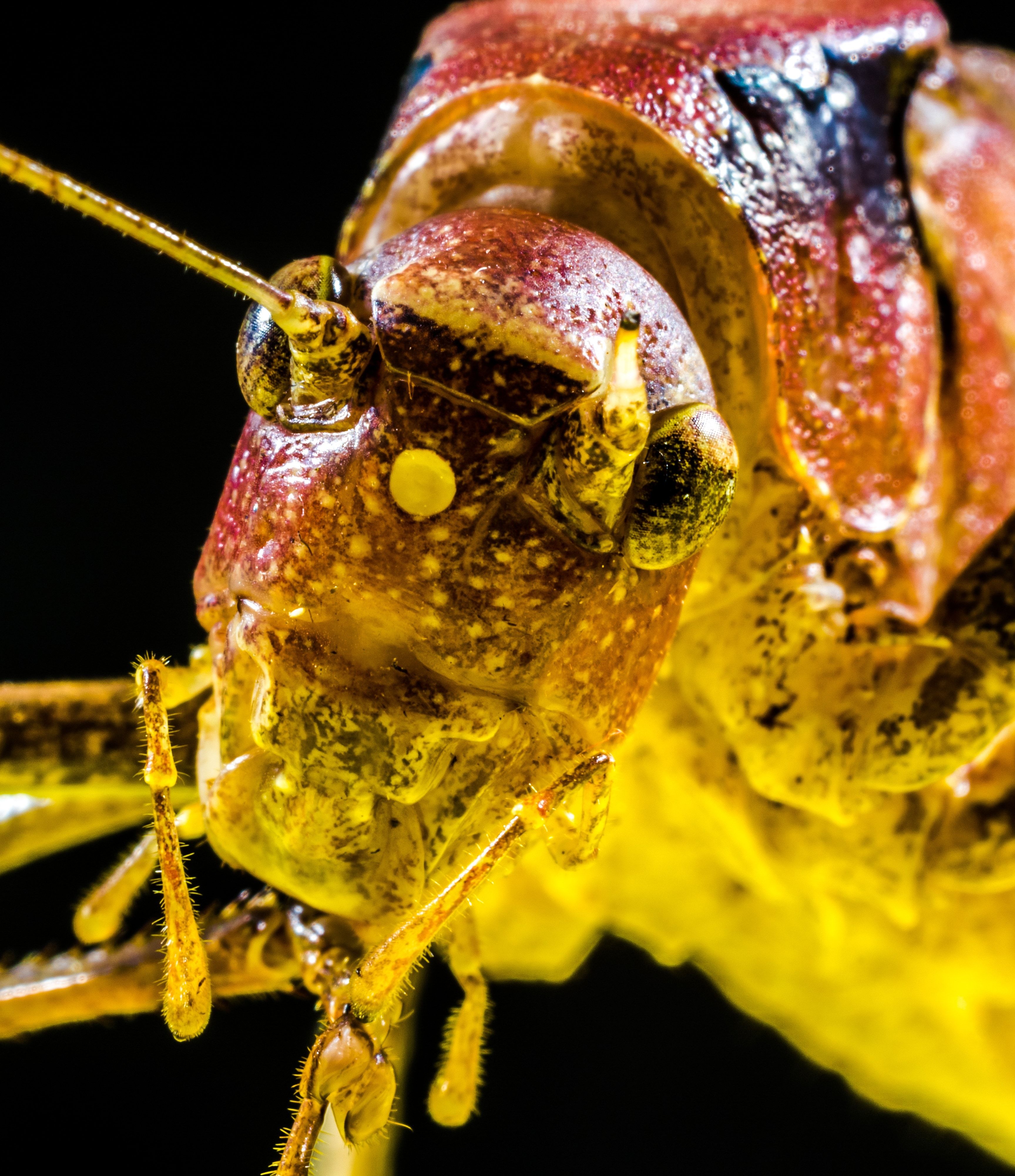 yellow red and black sea creature free image