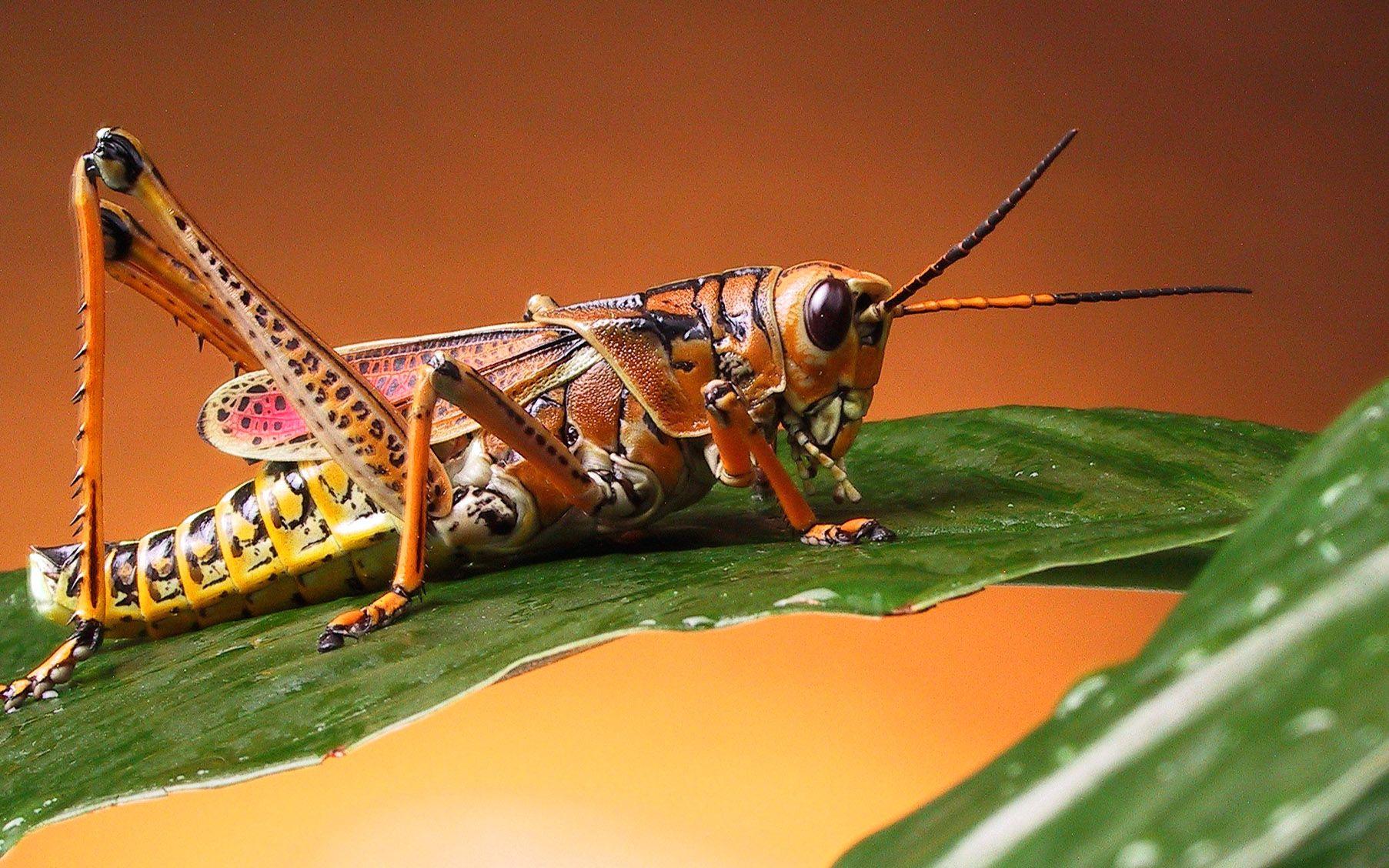 Grasshopper Wallpapers - Wallpaper Cave