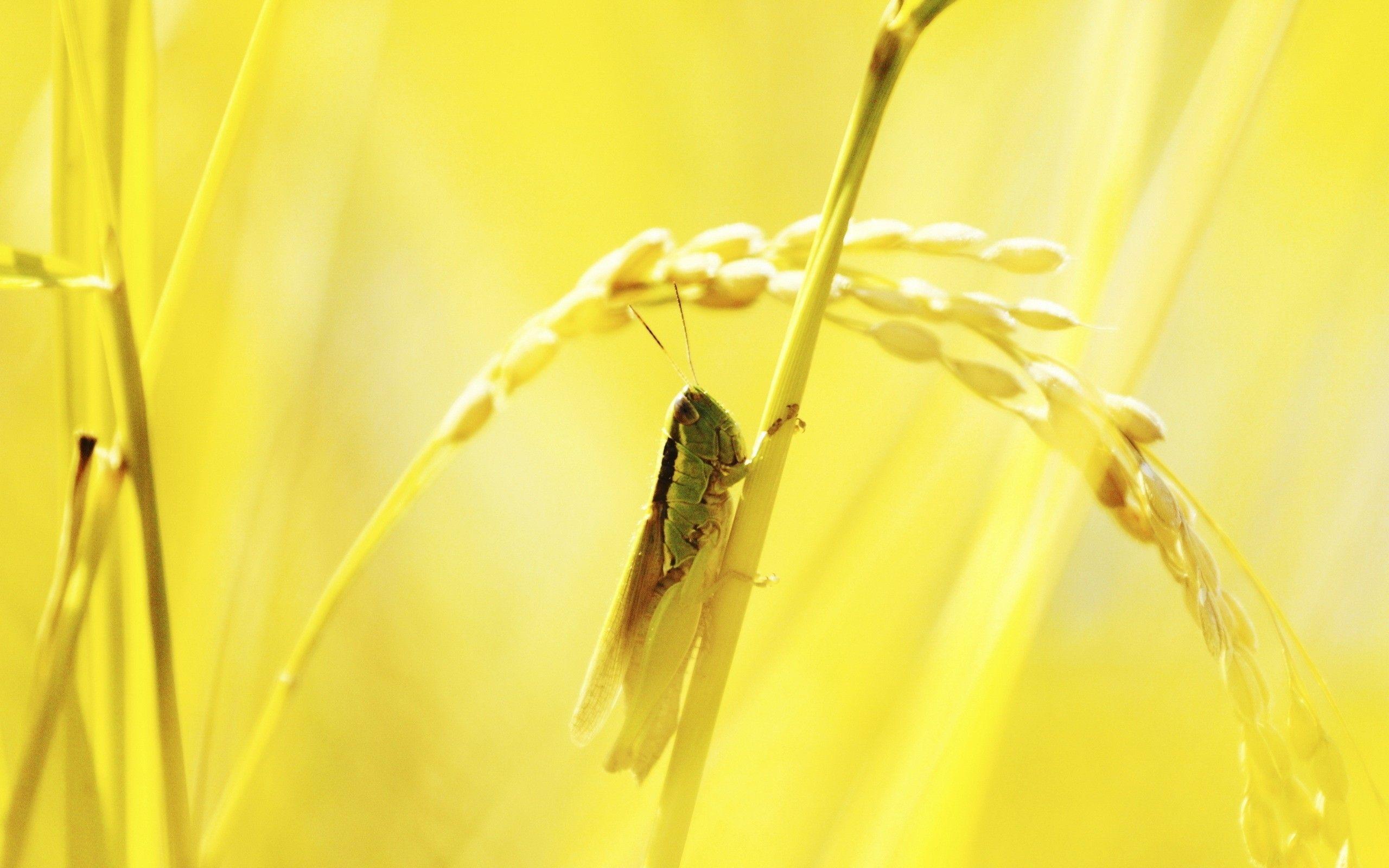 Wallpaper Macro, Grasshopper, Light, Grass HD, Picture, Image