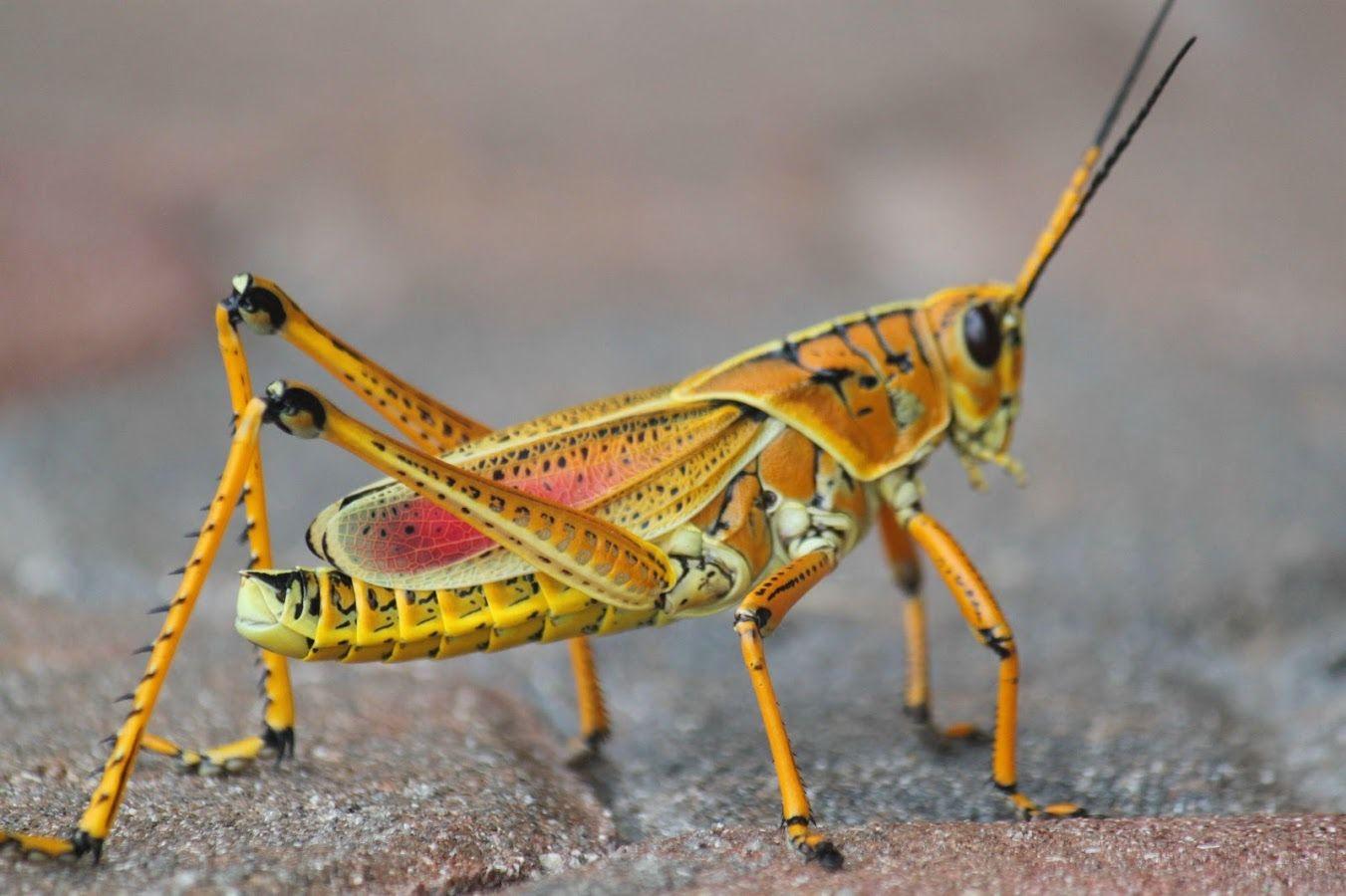 Grasshopper Wallpapers - Wallpaper Cave