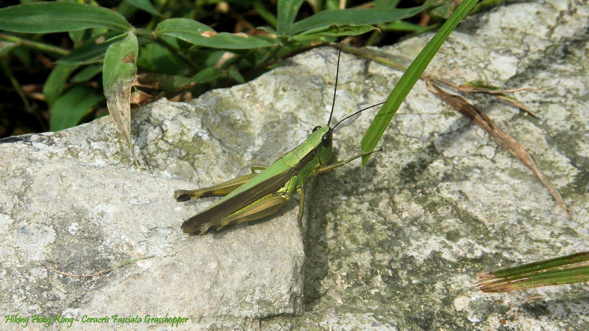 Hong Kong Grasshopper Wallpaper Fasciata Grasshopper