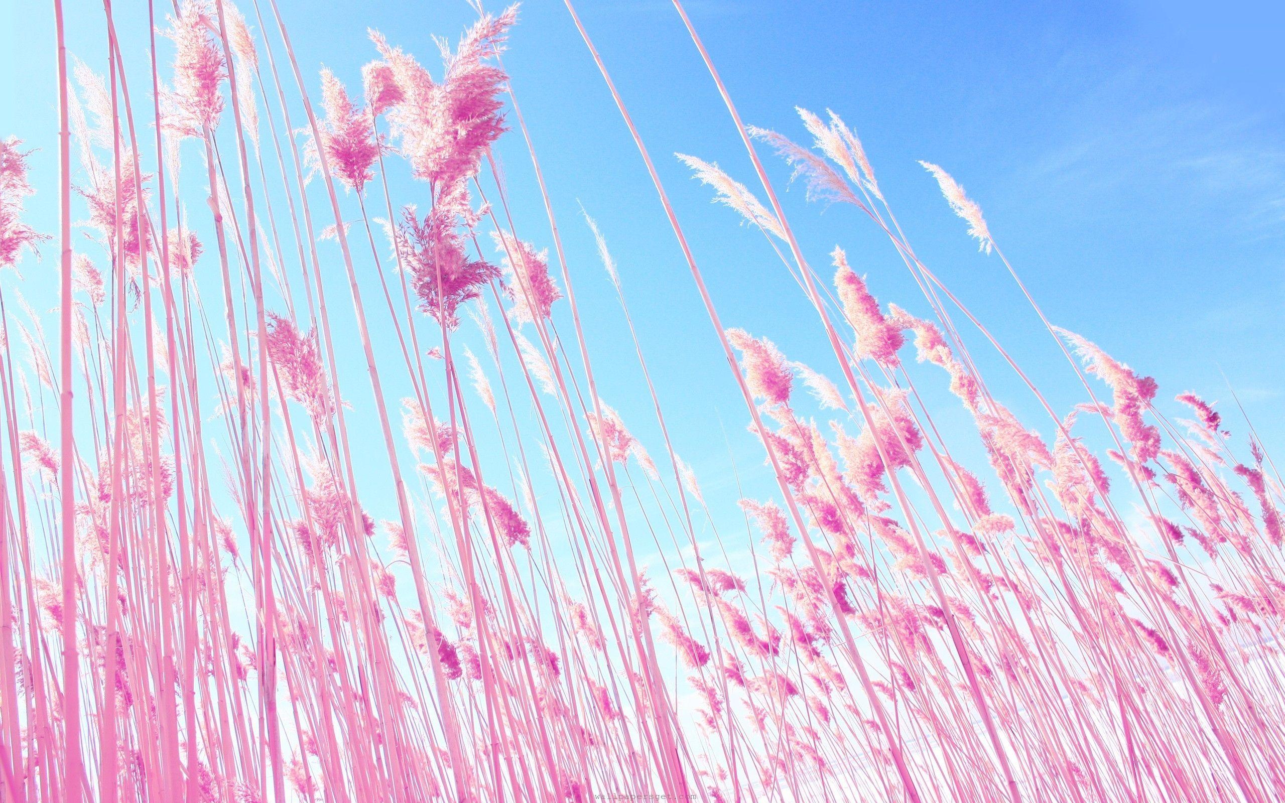 Beautiful pink sky 4K wallpaper download