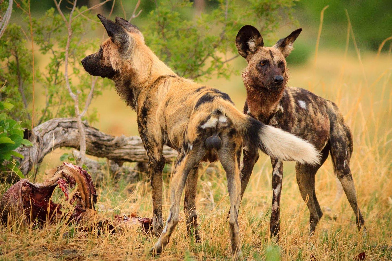 African Wild Dog Wallpaper, 44 African Wild Dog Android