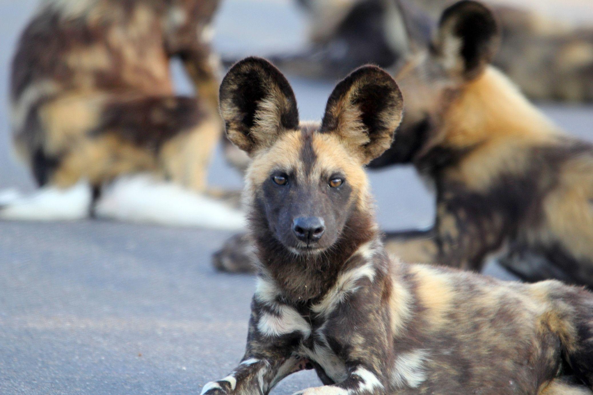 Awesome African Wild Dog HD Wallpaper Free Download