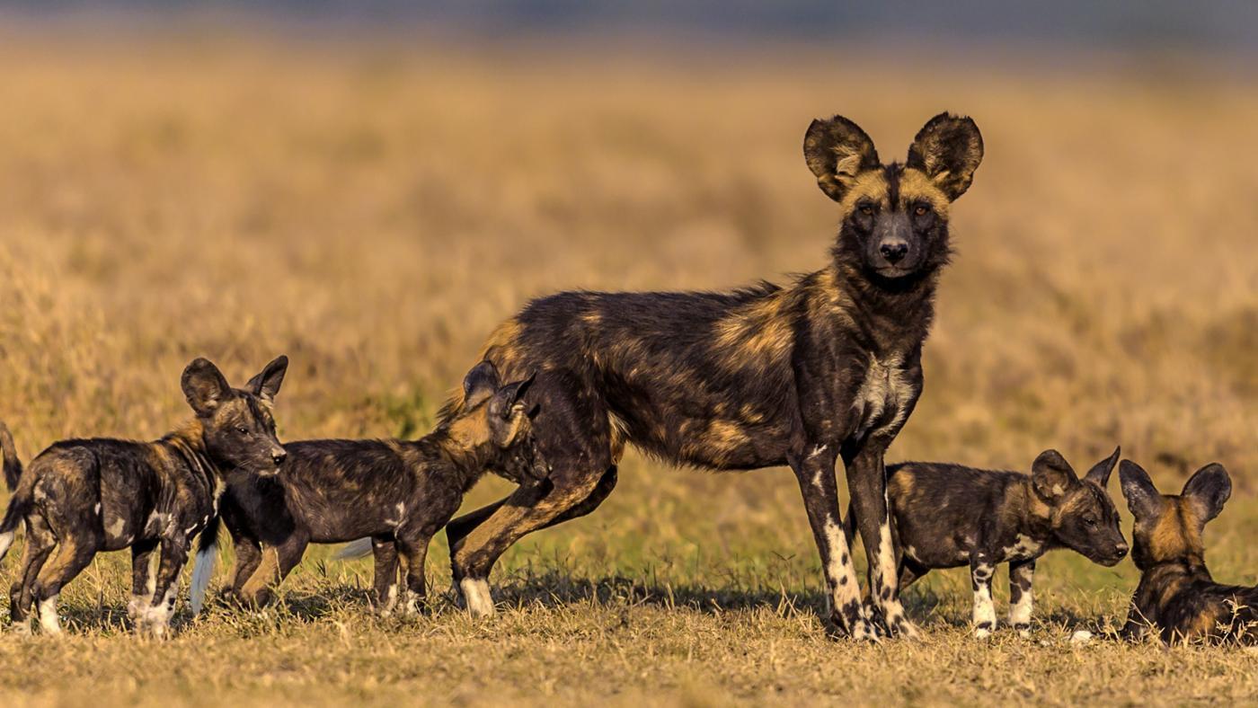African wild dog HD Wallpaper and Photo