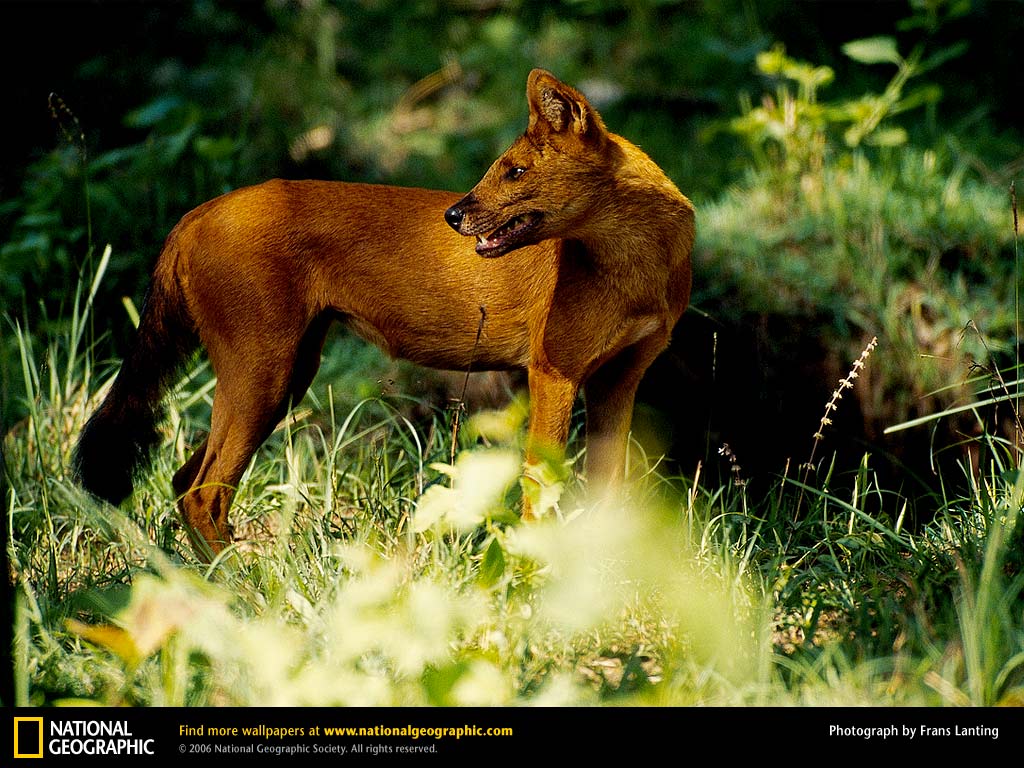 Asian Wild Dog Picture, Asian Wild Dog Desktop Wallpaper, Free