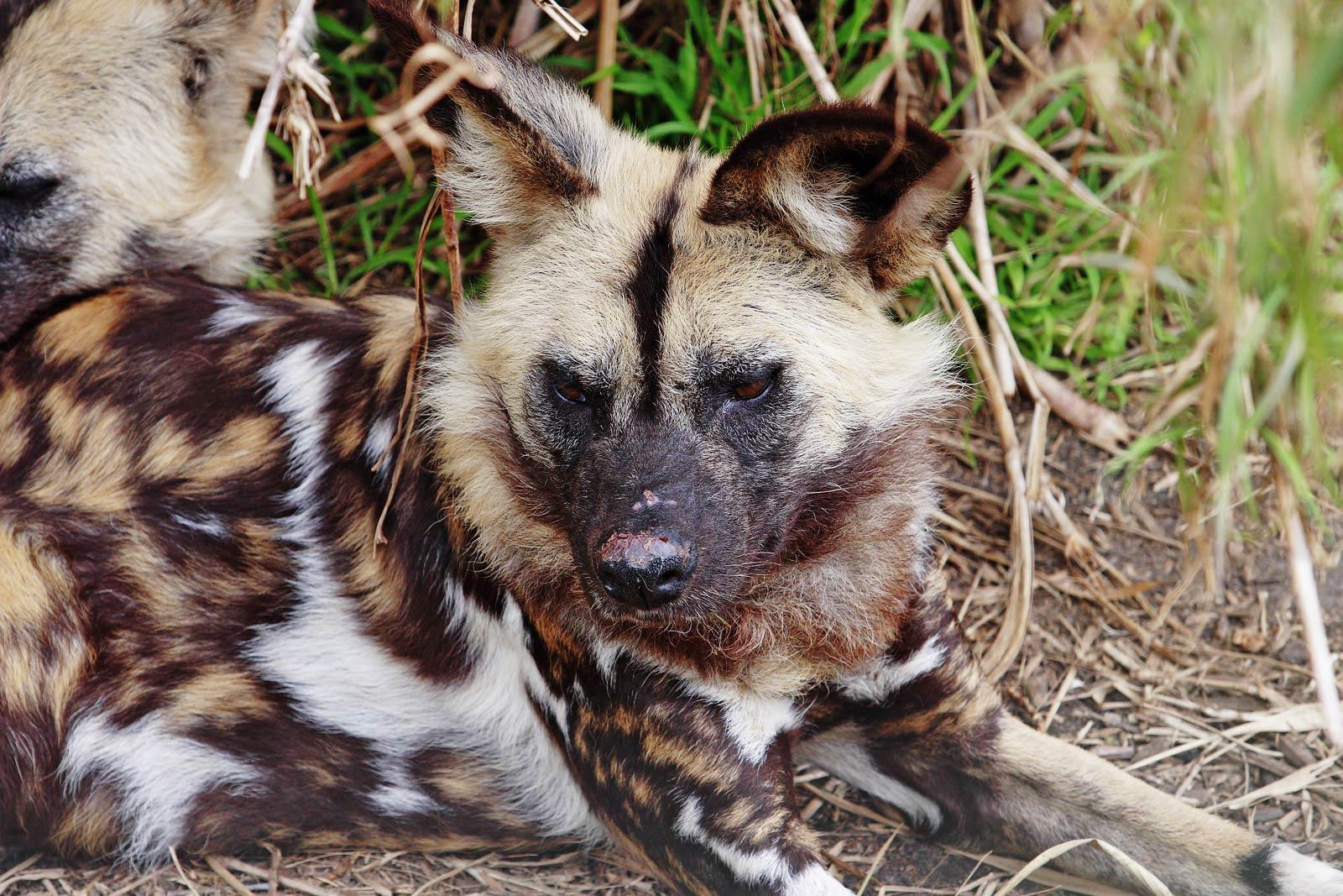African Wild Dog laying down Wallpaper