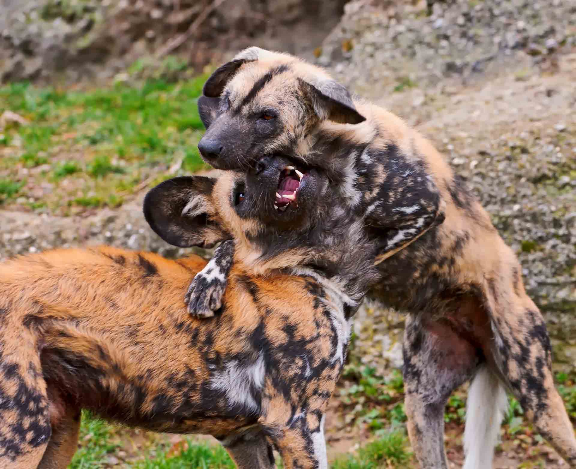 African Wild Dogs Latest HD Wallpaper Free Download. New HD