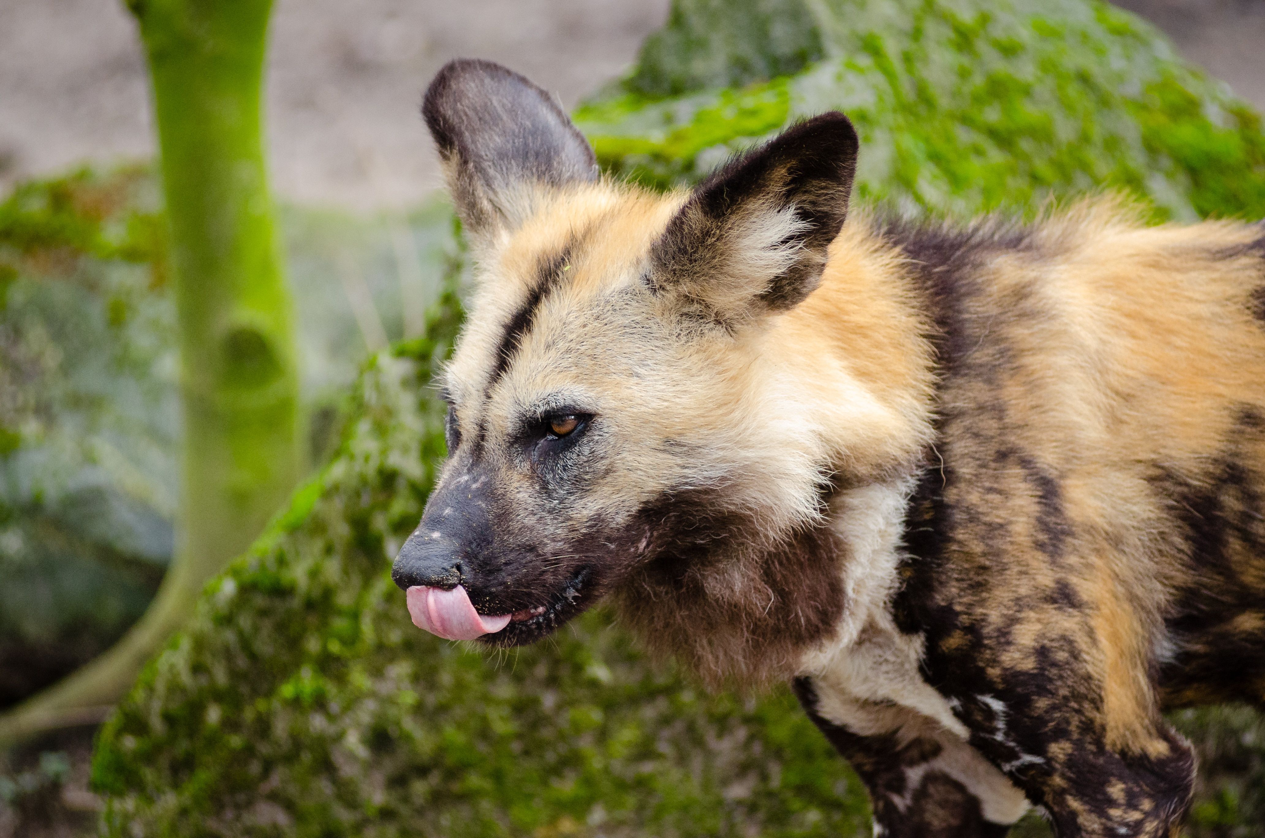 African wild dog, Lycaon pictus free image