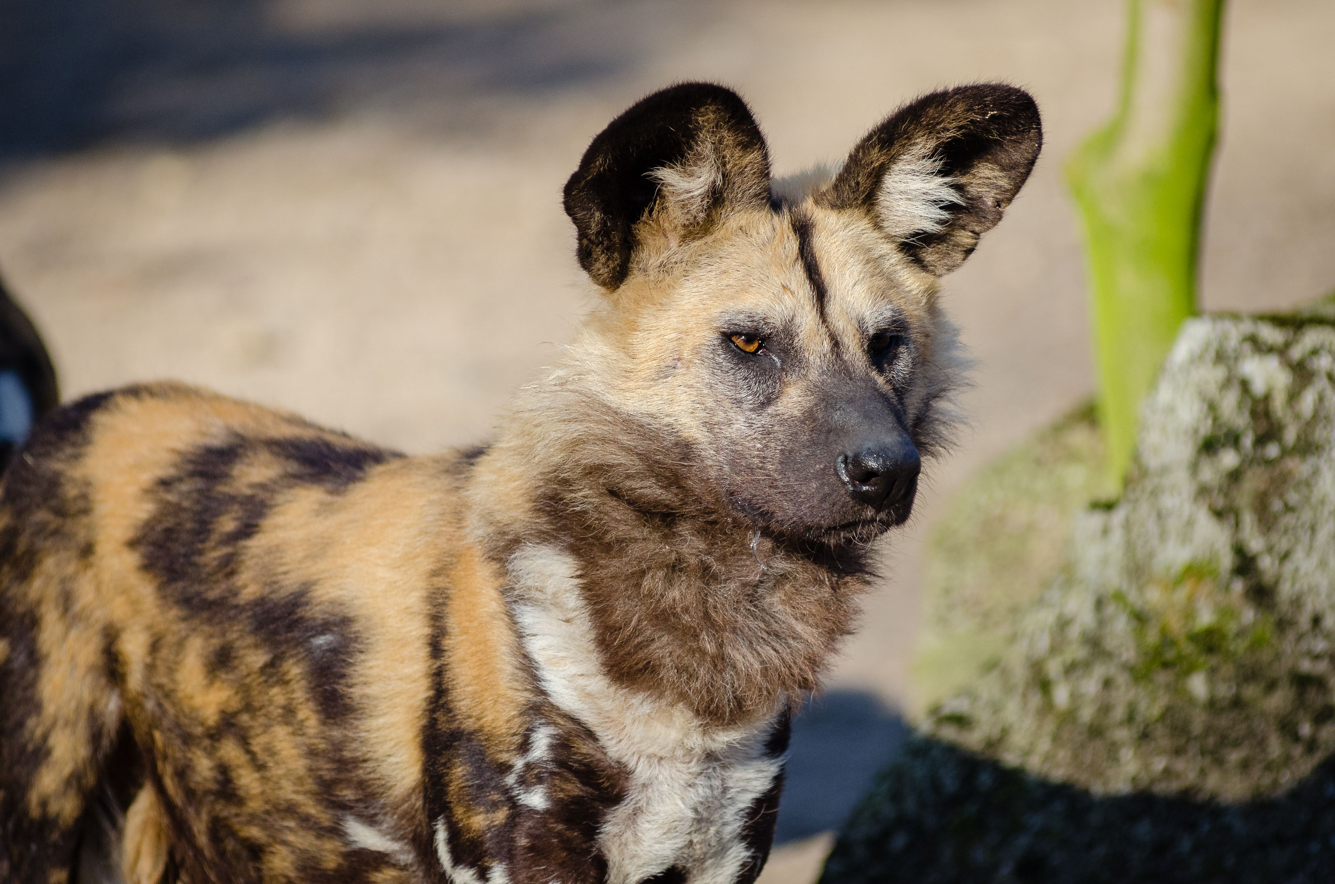 Free of african wild dog