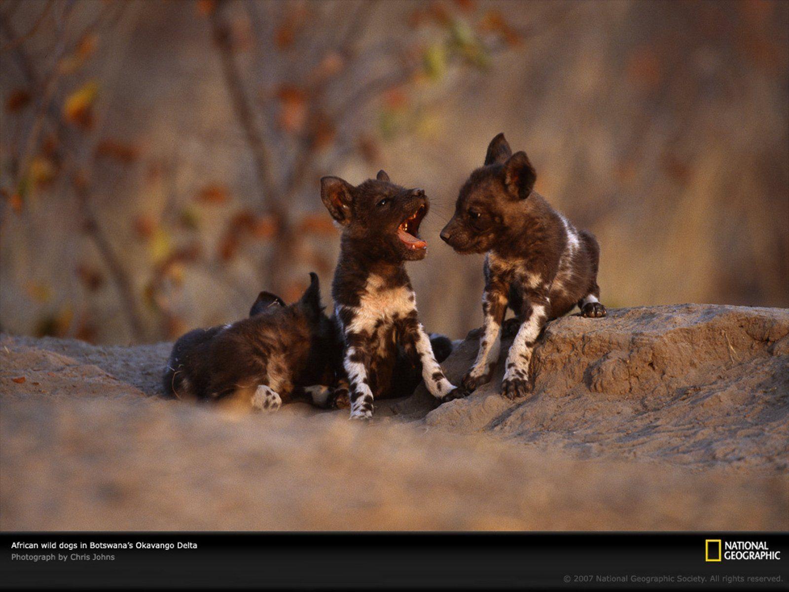 Animals dogs National Geographic African Africa wild animals