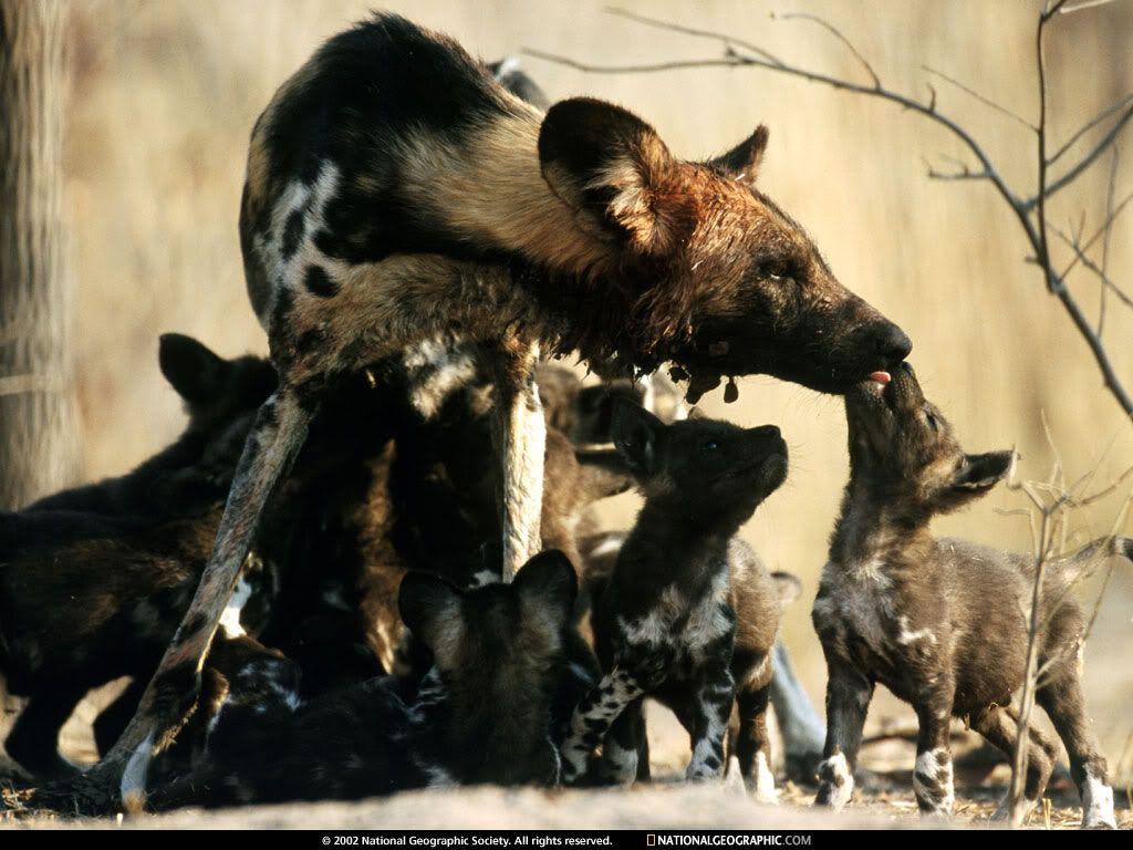African Wild Hunting Dog Mom & Babies. Wild Animals