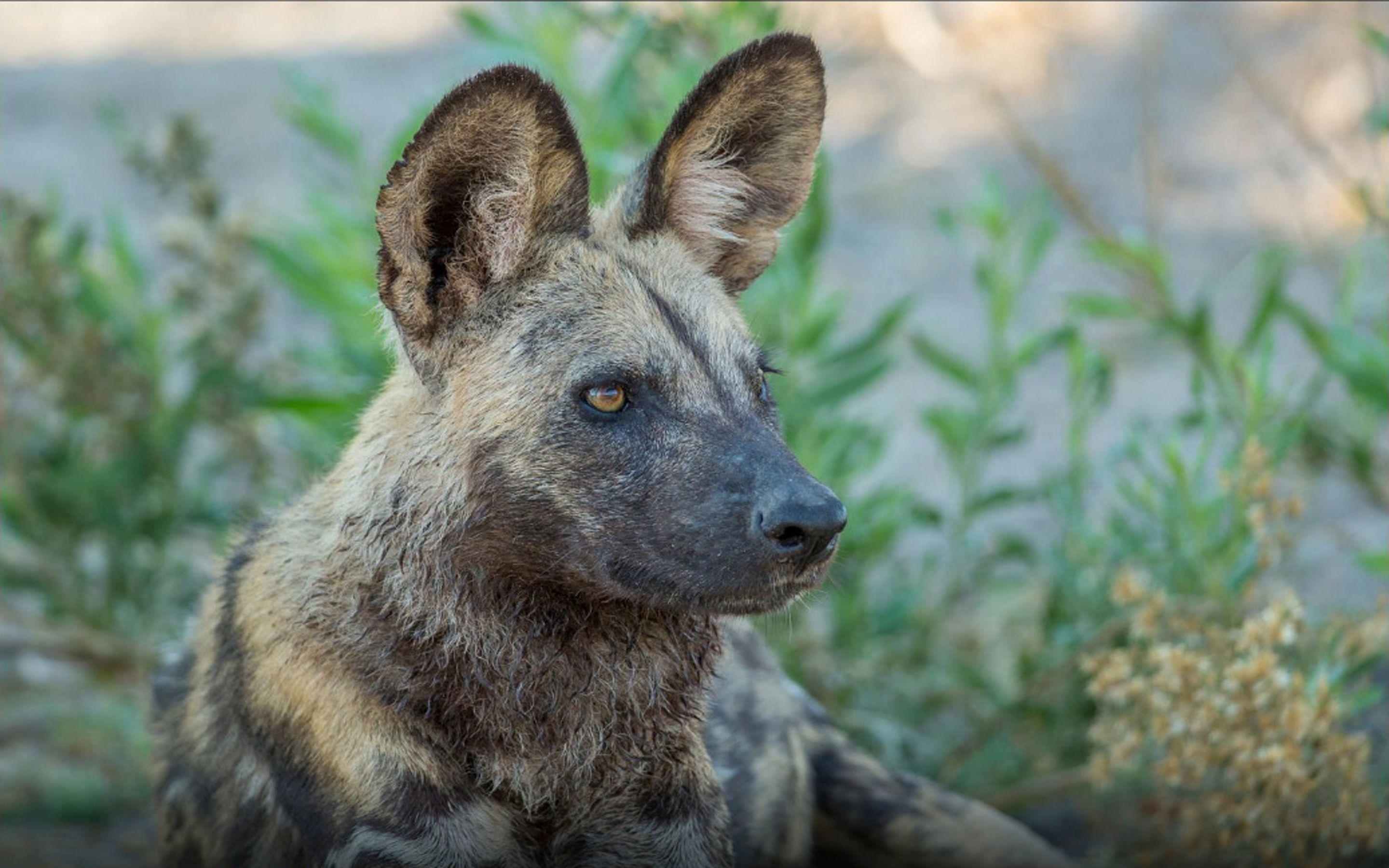 Wild Dog Wallpapers - Wallpaper Cave