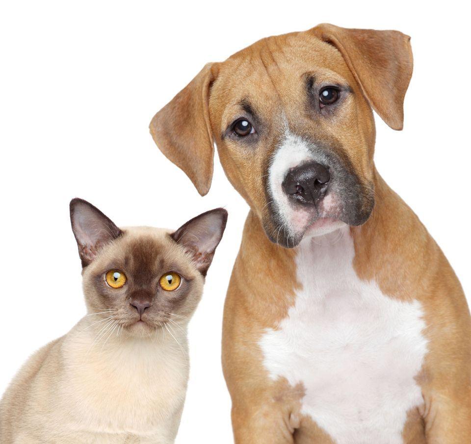 Cat & Dog wallpaper, Animal, HQ Cat & Dog pictureK Wallpaper