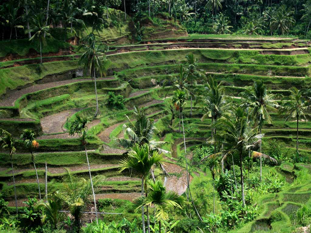 Bali Field Scenery Background