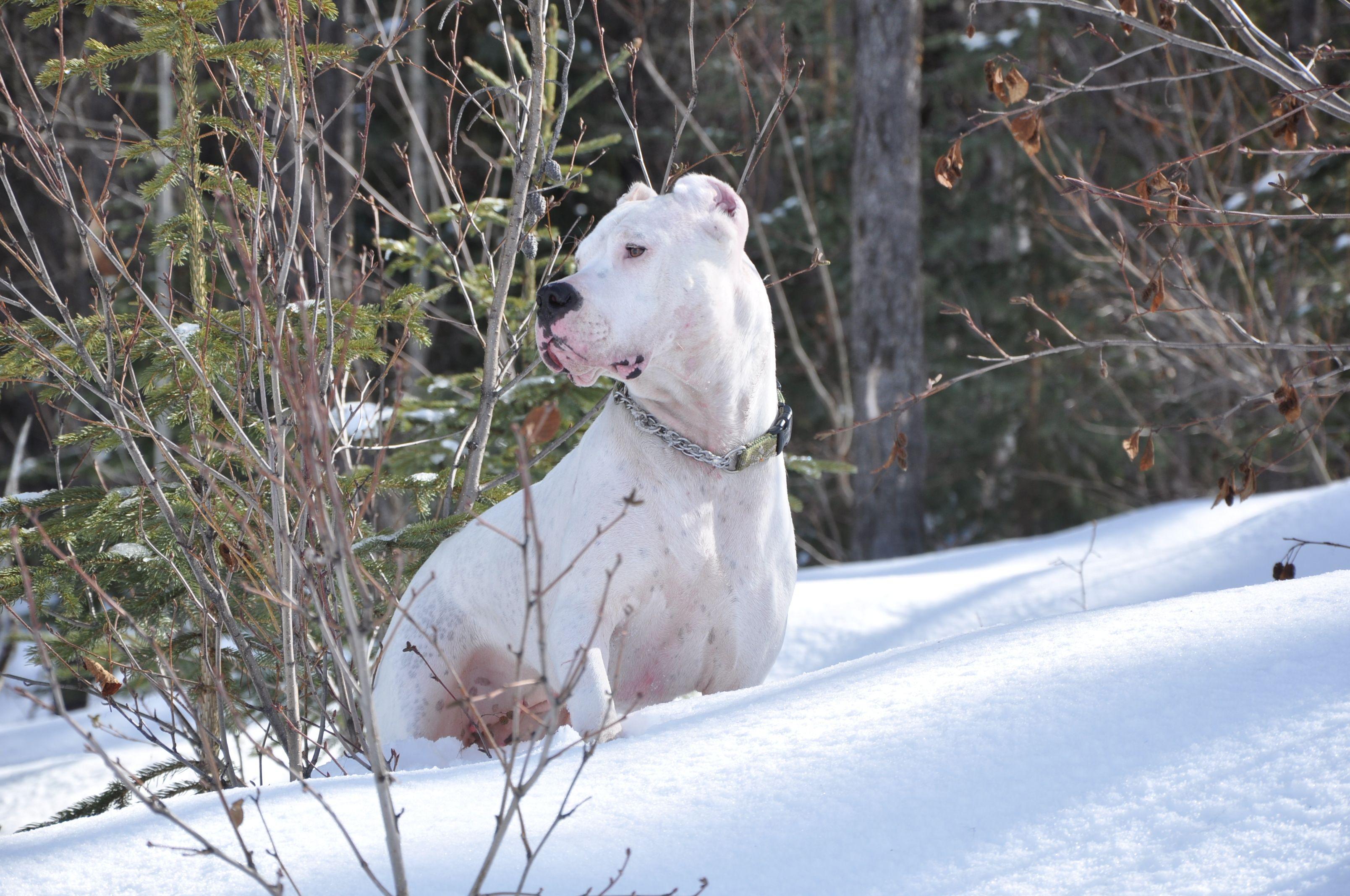 Argentine Dogo on the snow photo and wallpaper. Beautiful