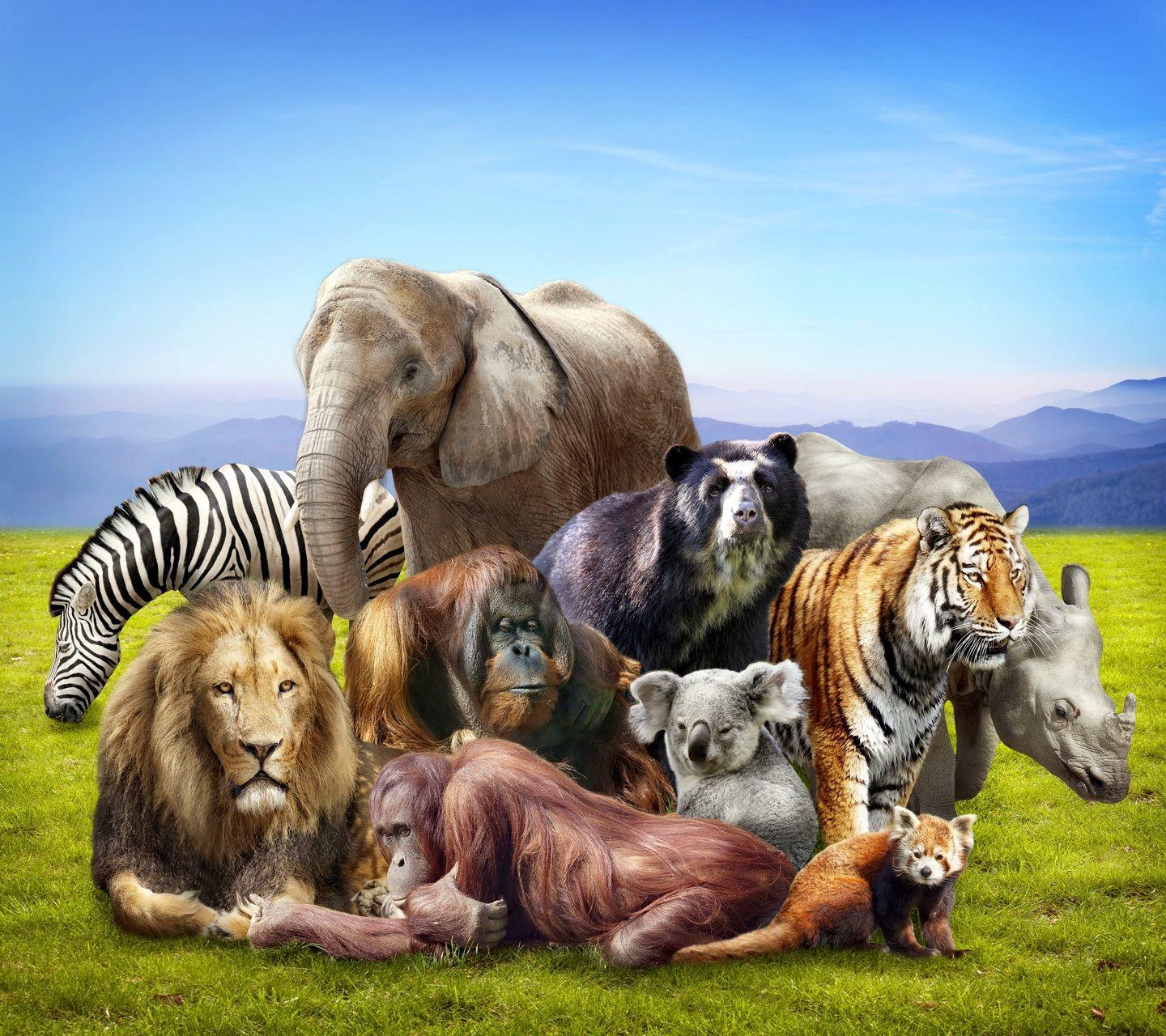 Wild Animals Together Wallpaper