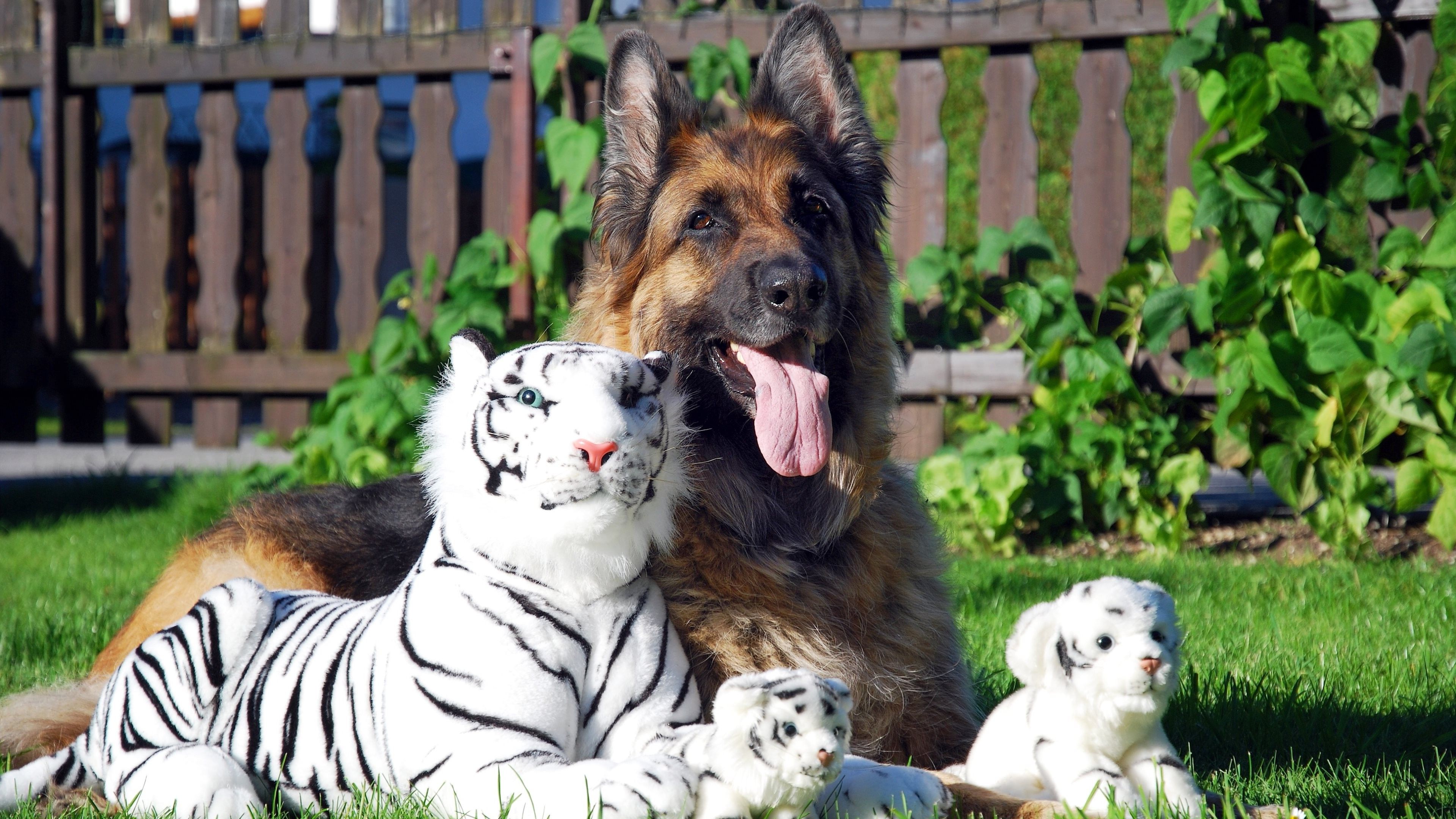 dog, Tiger, Animals, German Shepherd, Stuffed Animals Wallpaper