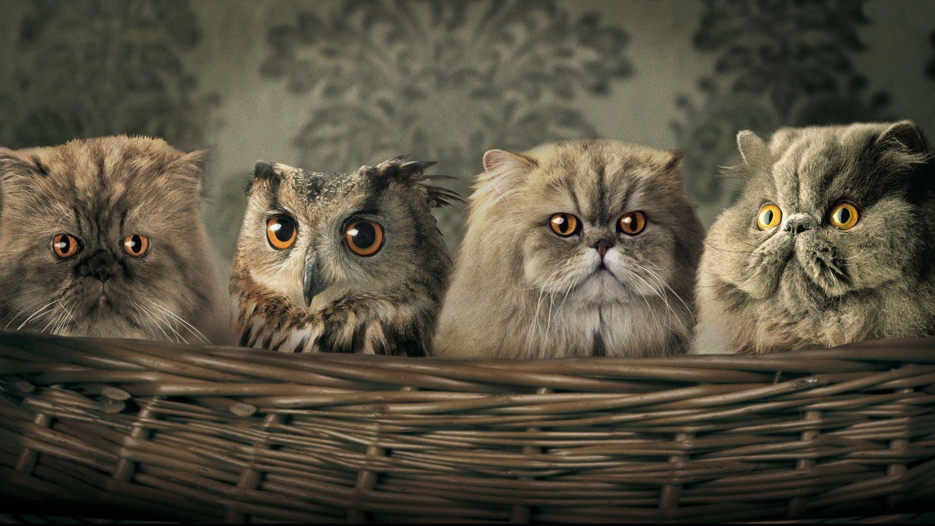 Funny Animal Mix Ina Basket. HD Animals and Birds Wallpaper