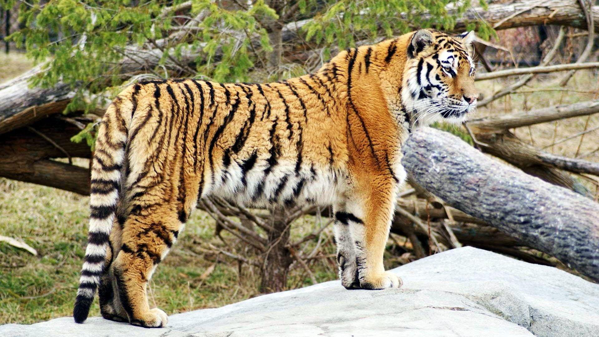 Tiger Tag wallpaper: Tiger Wallpaper Grumpy Cat. Cats Big