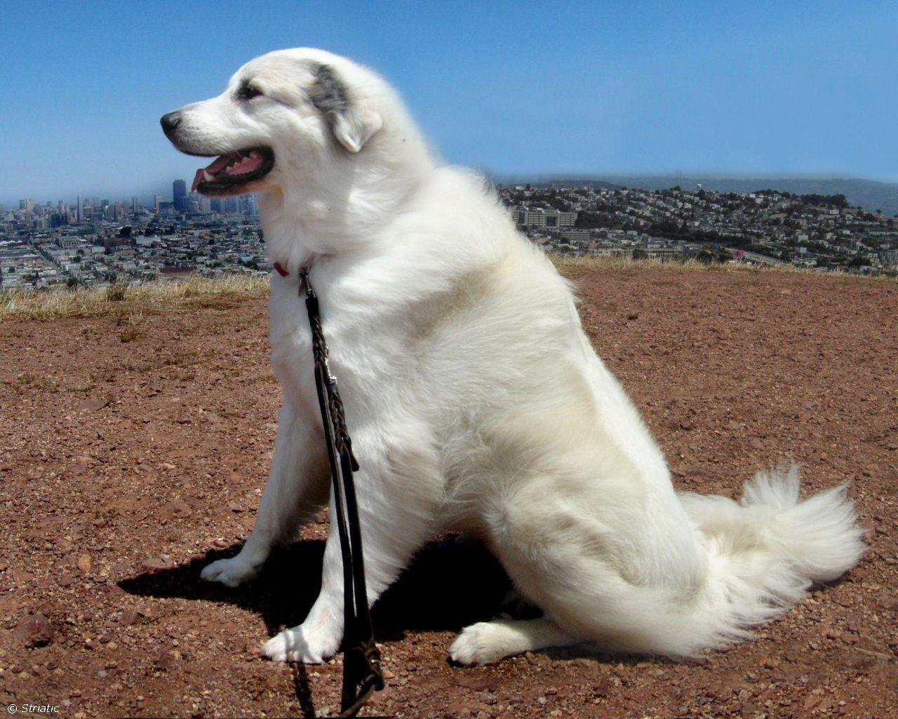 Great Pyrenees Dog pHOTO. Great Pyrenees Wallpaper, Picture