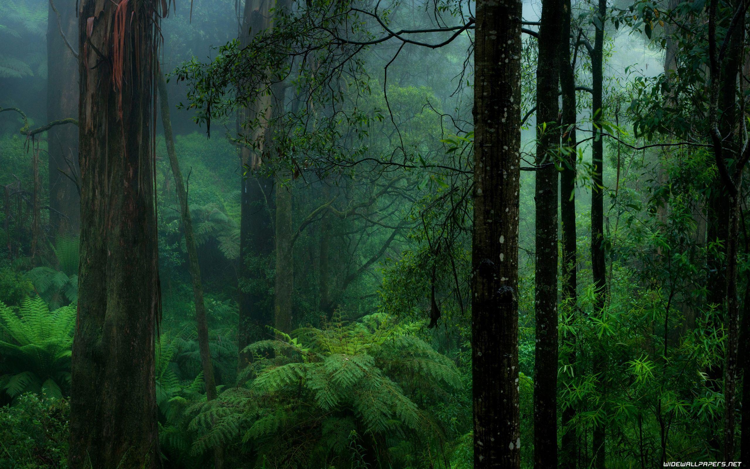 Forest desktop wallpaper 4K Ultra HD