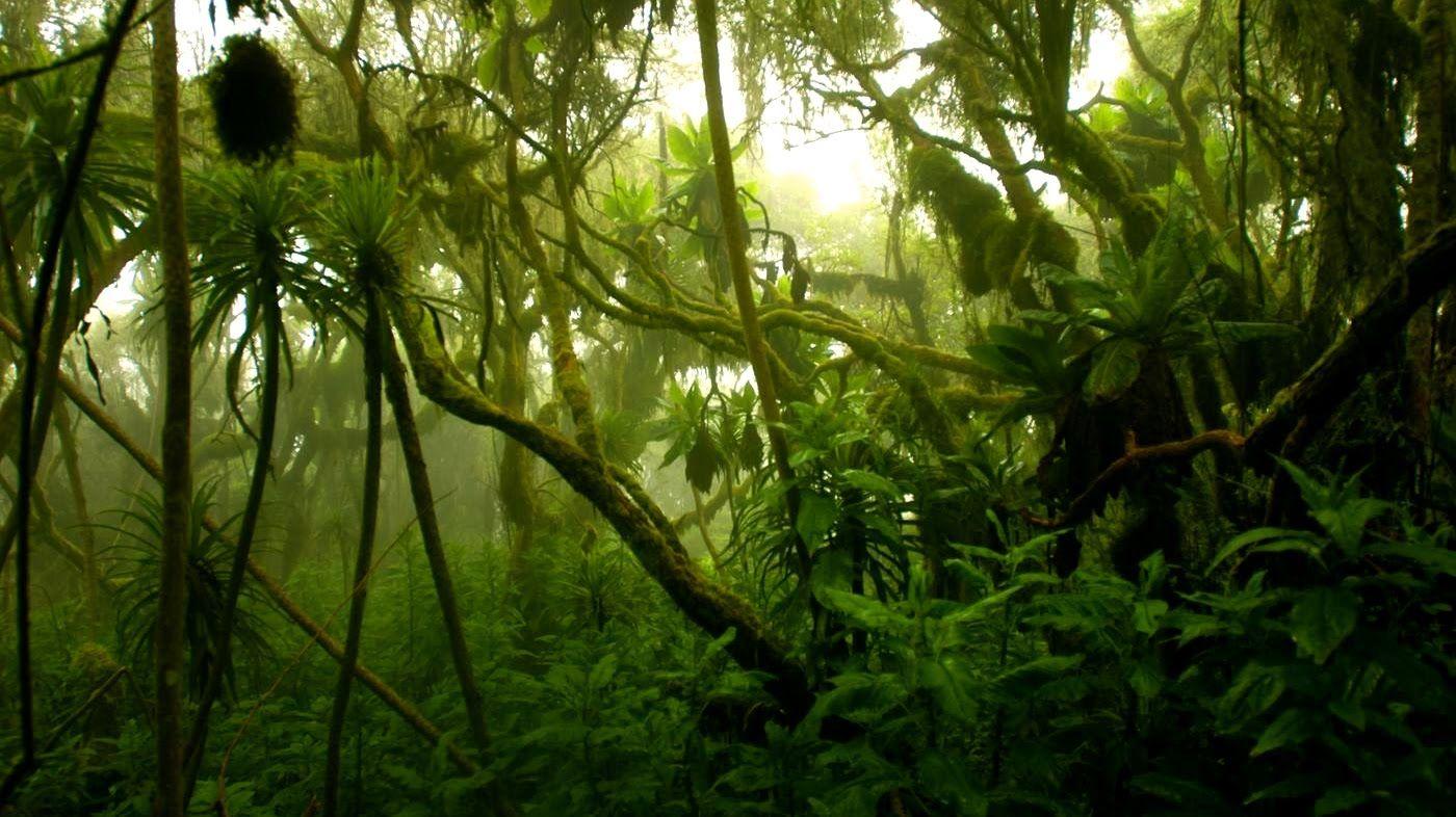 Congo Plans to Open Rainforest to Loggers