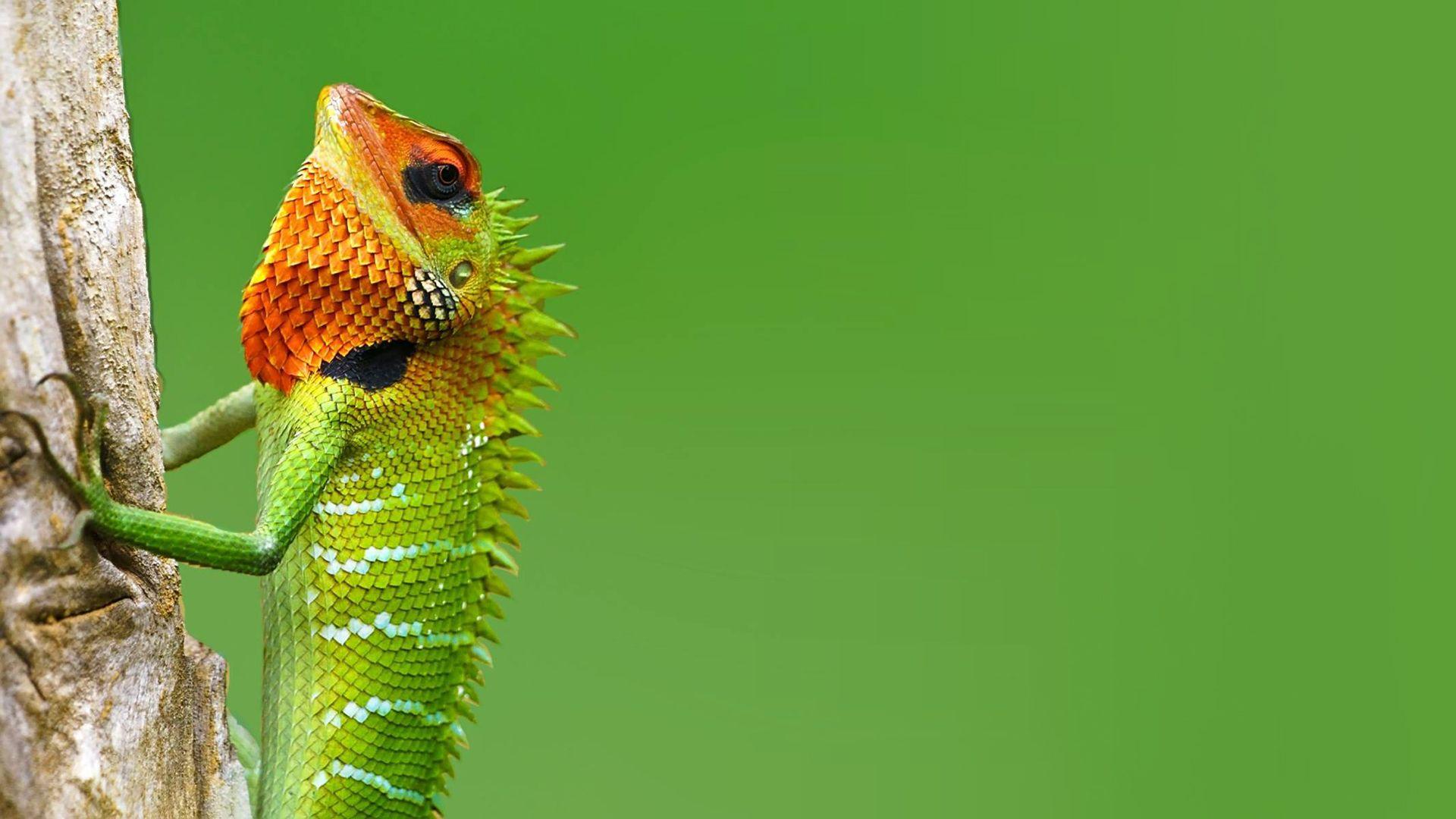 Chameleon HD Wallpaperx1080