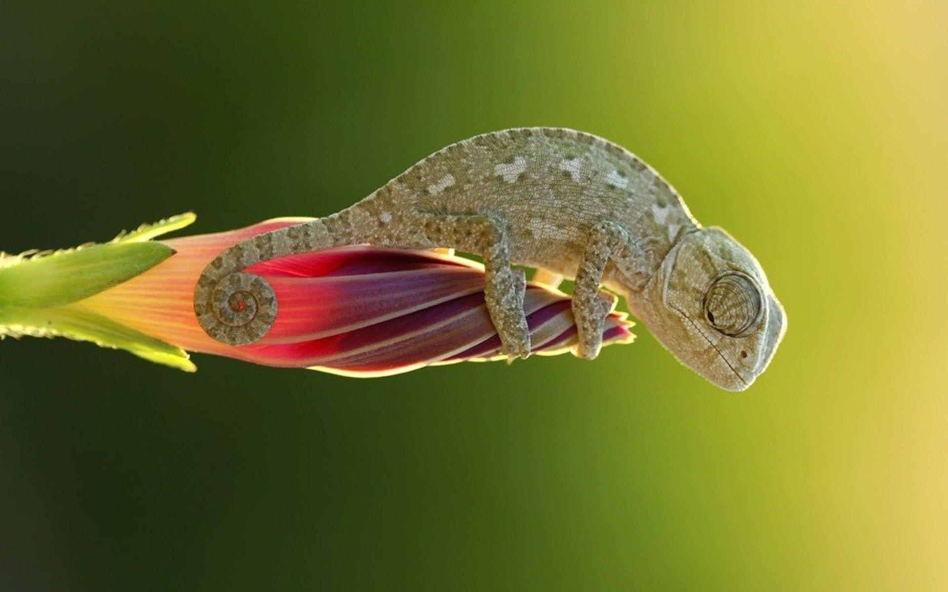 image Collection of HD Chameleon