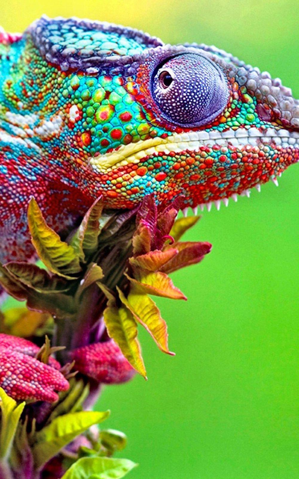 Colorful Chameleon Close Up iPhone 6 Plus HD Wallpaper HD