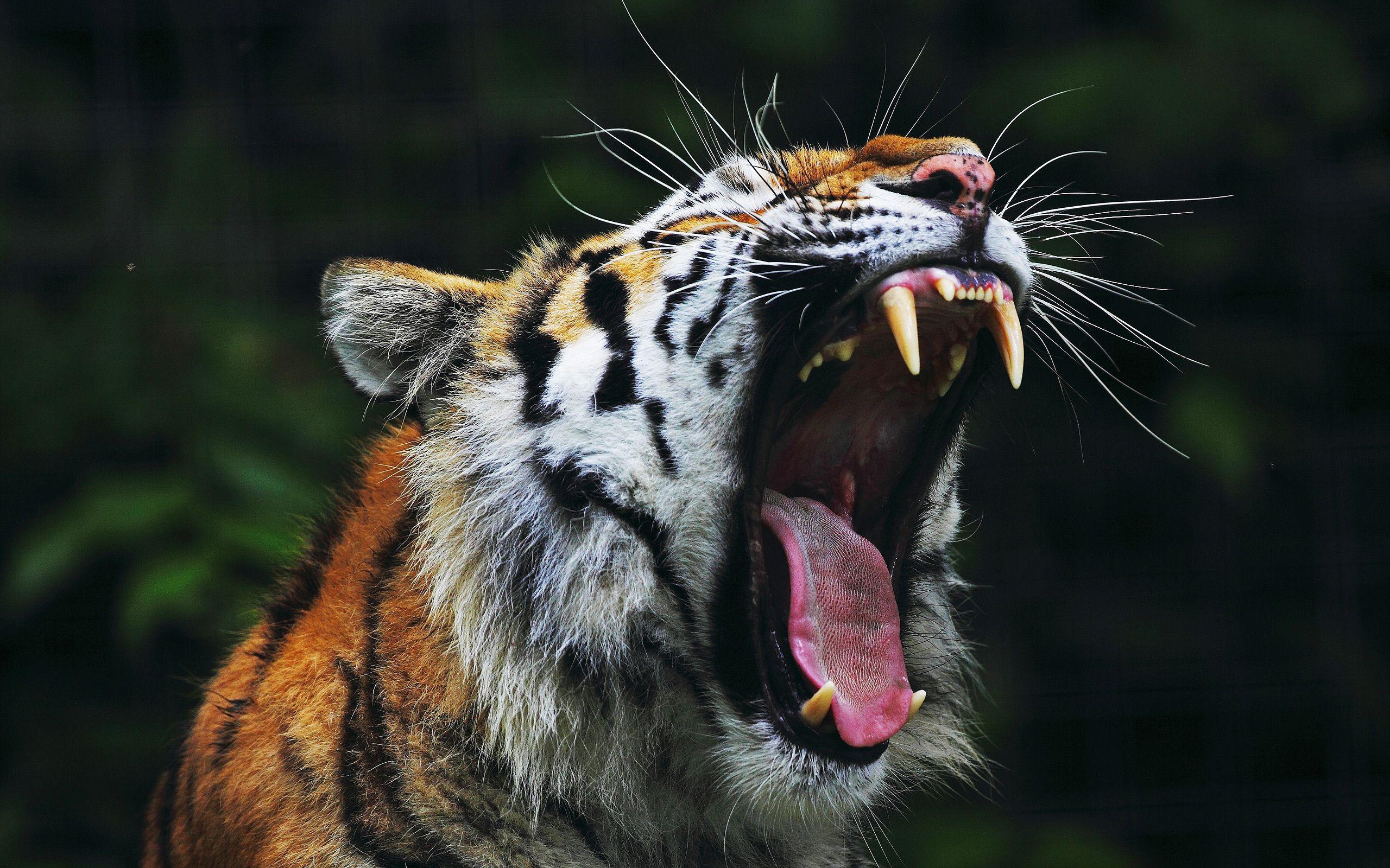 Tiger Big Mouth wallpaperx1600