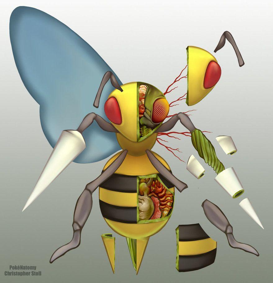 Beedrill Anatomy By Christopher Stoll