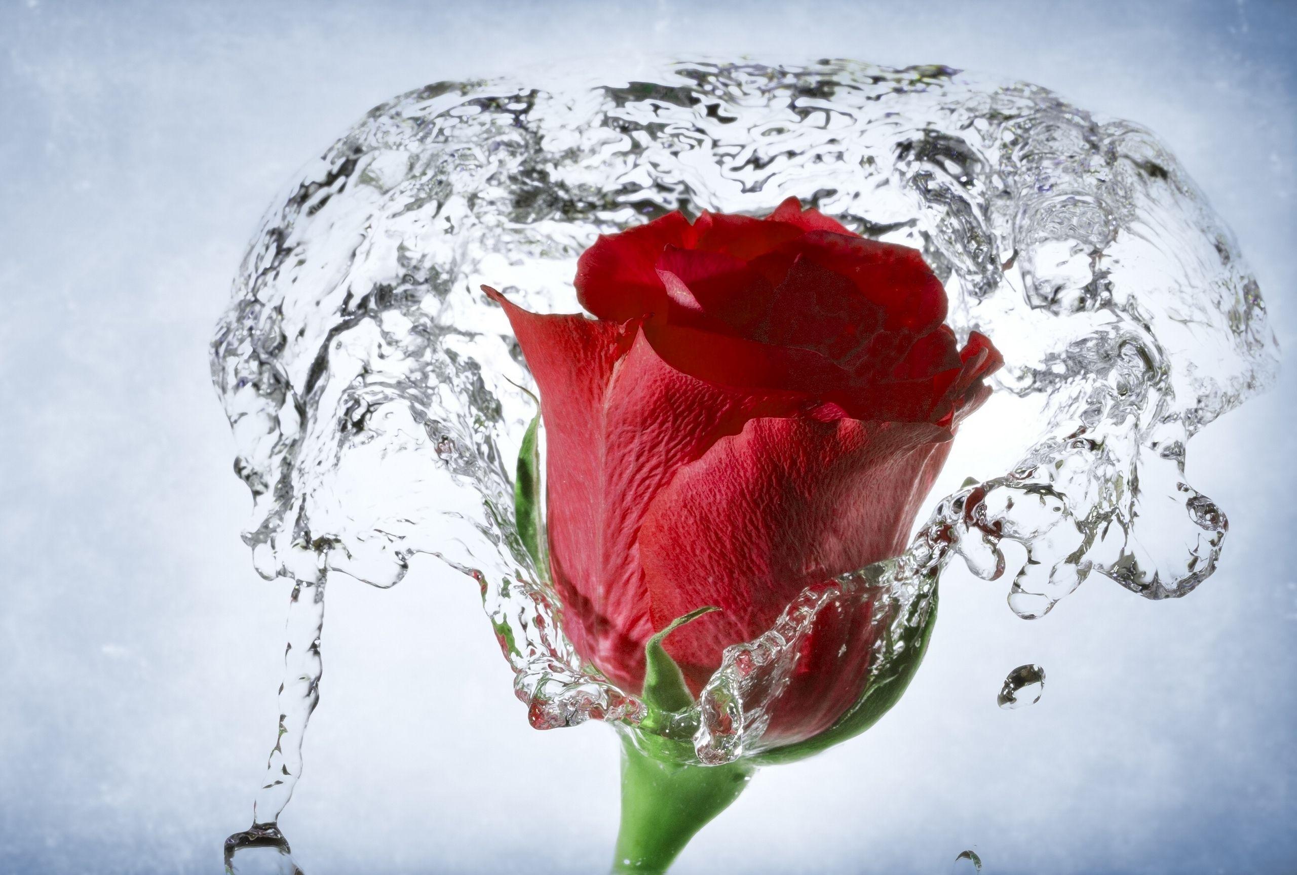 Rose Red With Water So Beautiful Free Hd Wallpaper