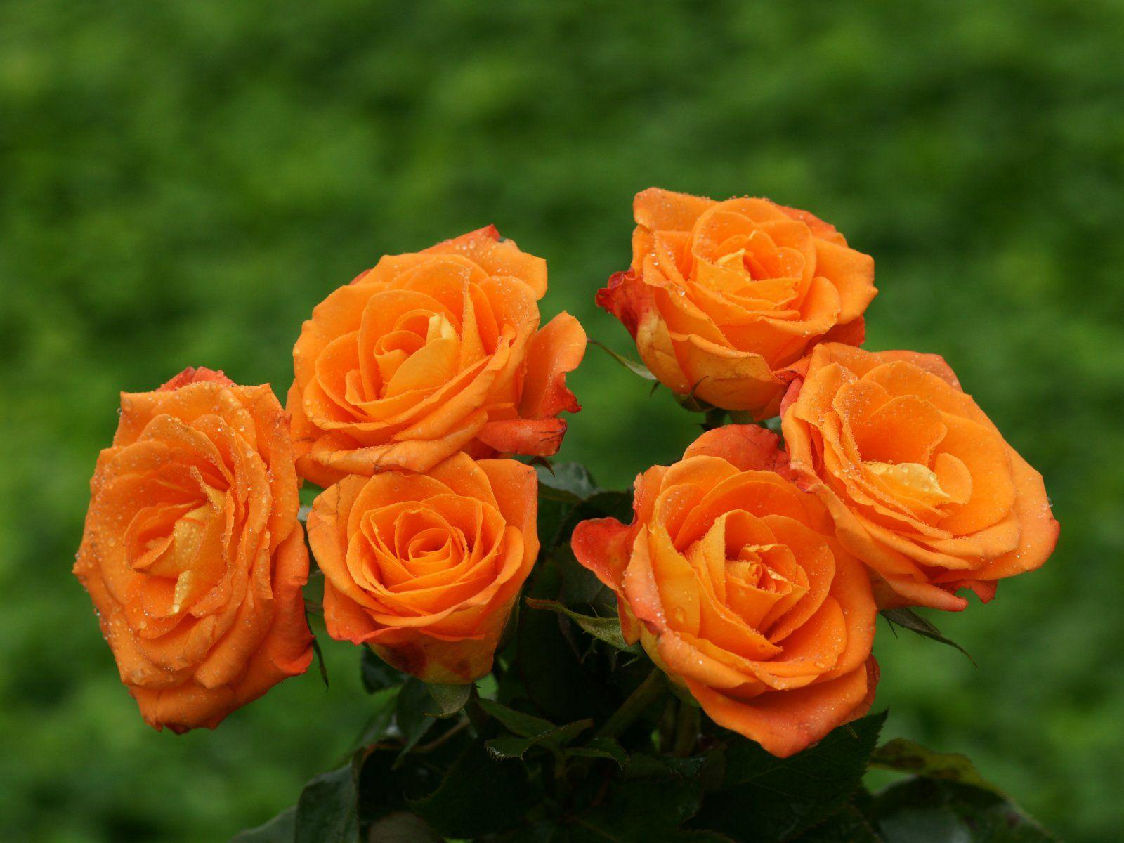 Most Beautiful Orange Roses HD (1600×1200). Flower