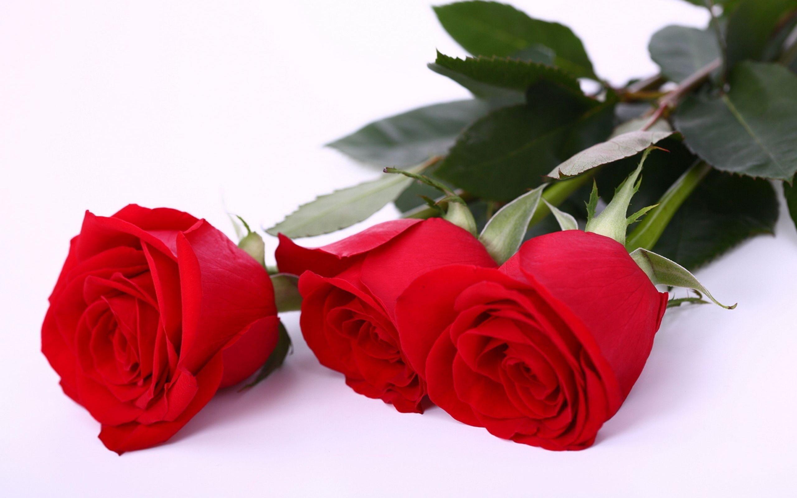 Red Roses Wallpapers.