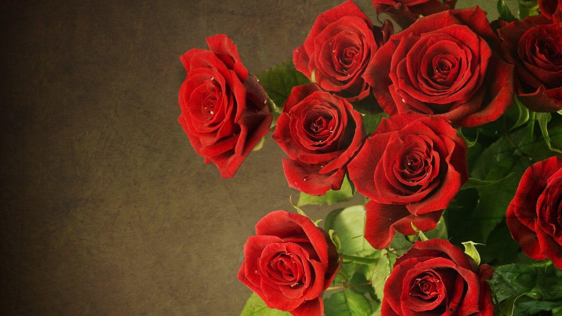 Hd Wallpaper Flowers Rose