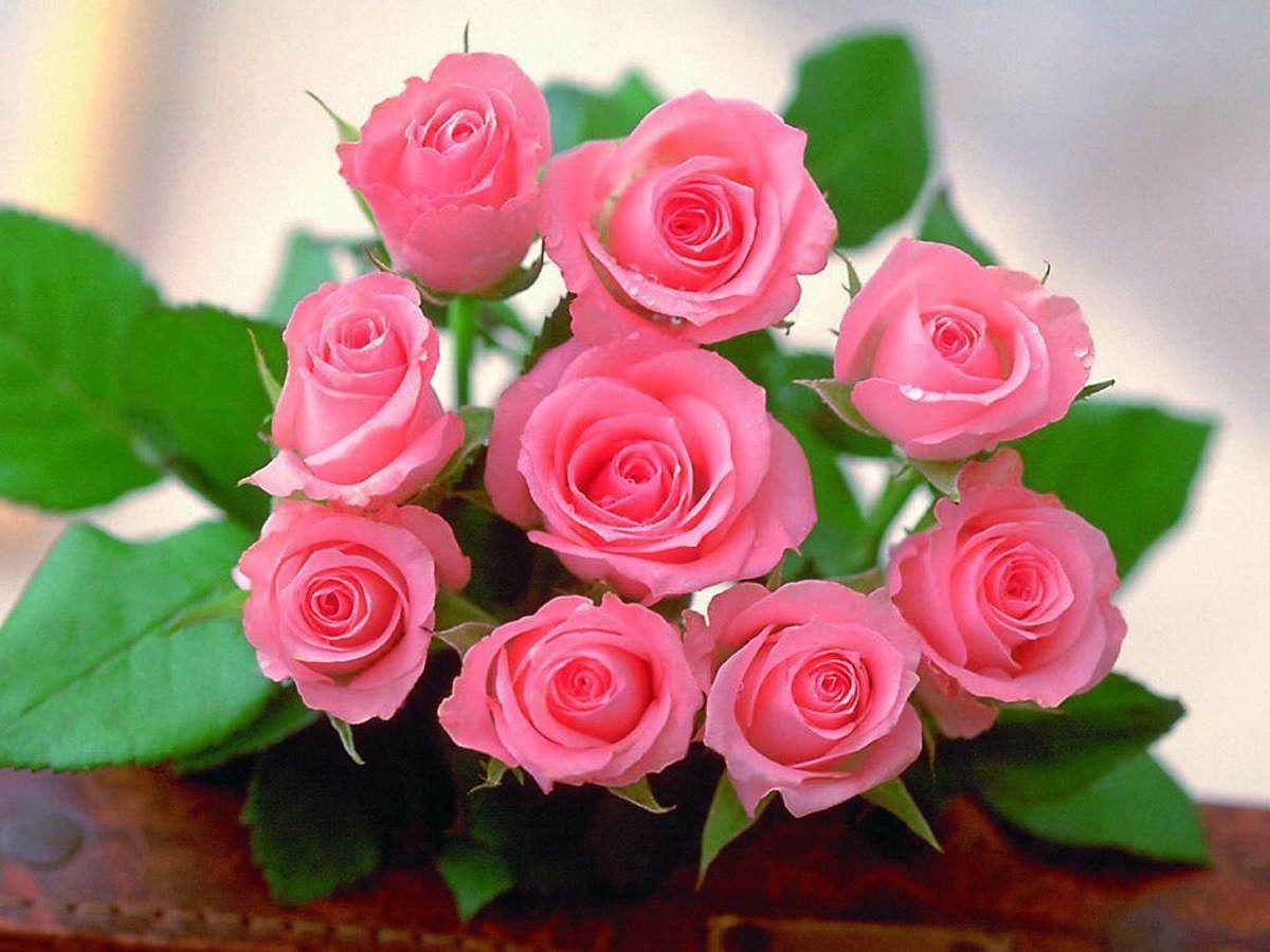 Most Beautiful Rose Flowers Wallpapers Wallpapersafari