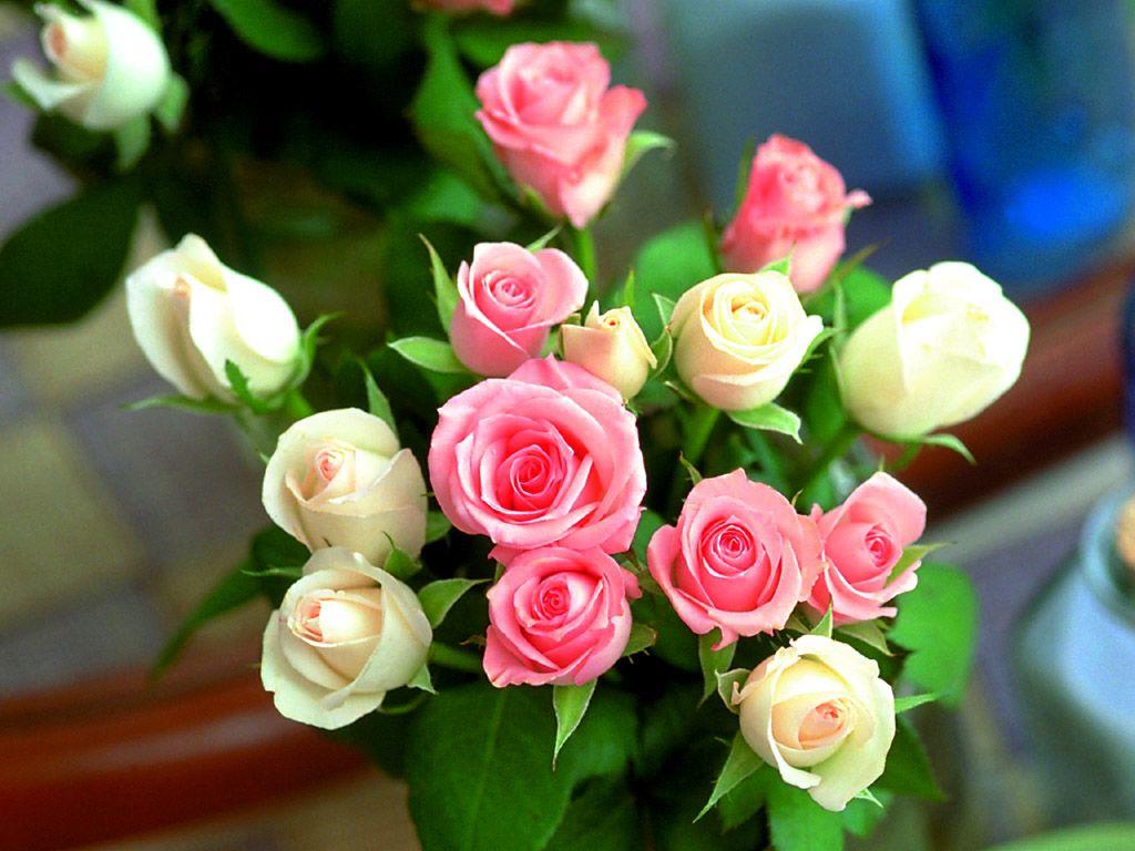 beautiful rose flowers image and wallpaper Download